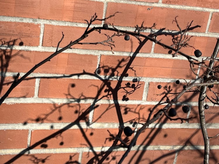 Bare branches tipped with winter berries casting shadows indistinguishable from themselves against a red brick wall.