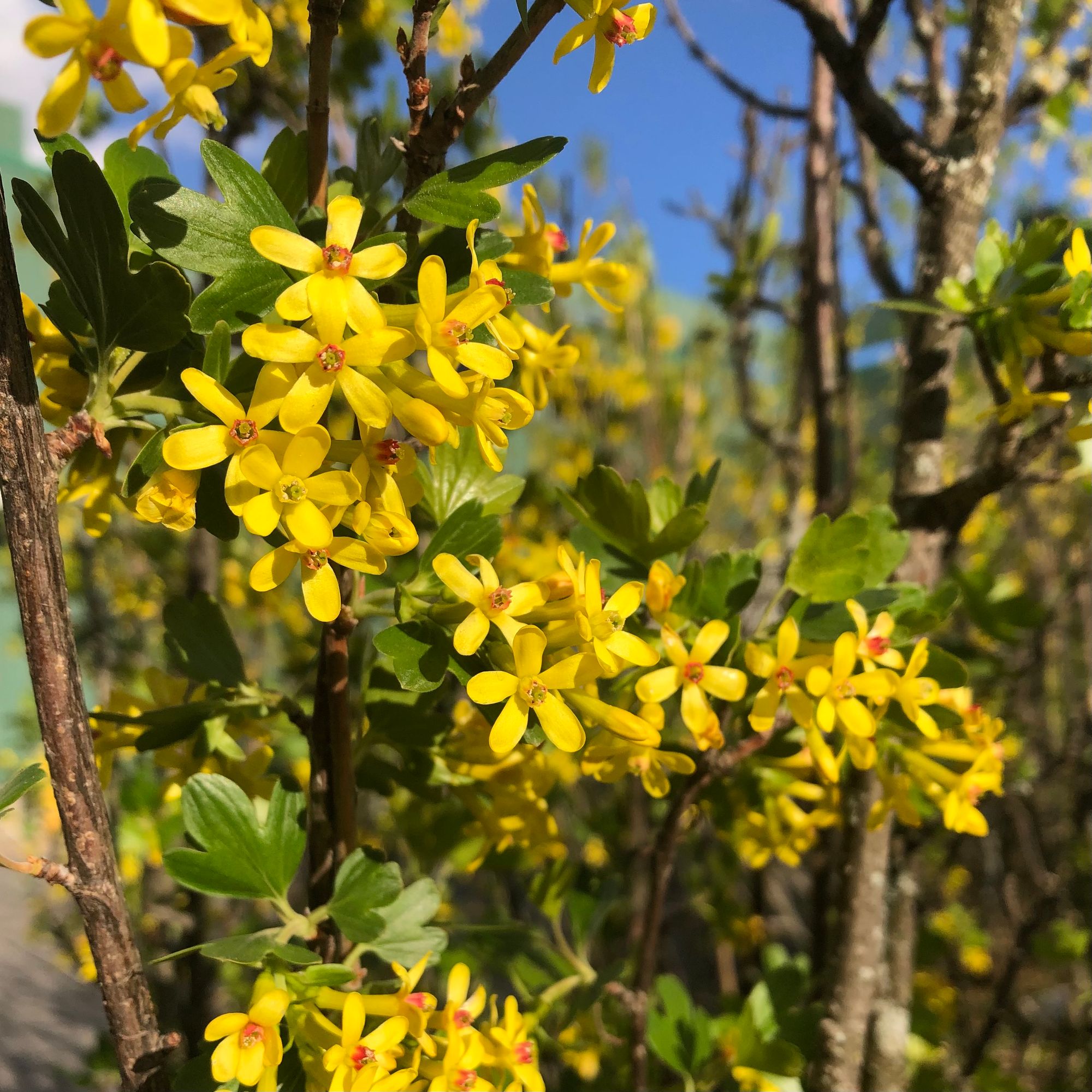 Close-up of Golden Currant, clusters of small, five-petaled golden flowers with pink-red centres growing off slender woody canes among green three-lobed leaves.