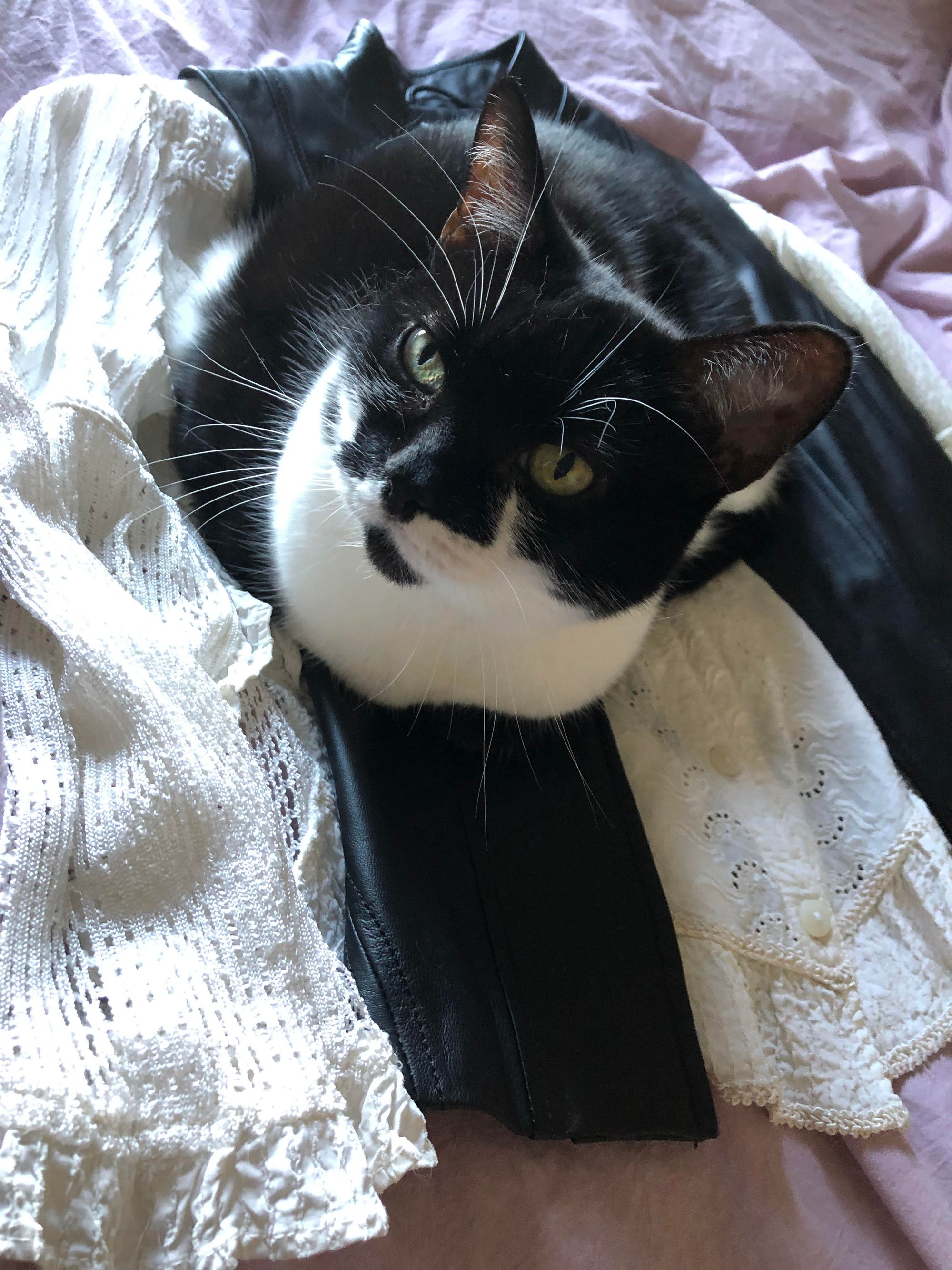 Close-up of a black and white cat sitting on a black and white outfit laid flat on a lavender bedspread. The outfit is made up of an off-white button-up shirt with lacy detail at the hem and long, flared, lacy sleeves; on top of it is a black leather vest. The cat is sitting on the leather, and the effect of perspective makes her look a bit like she's grown out of the outfit.