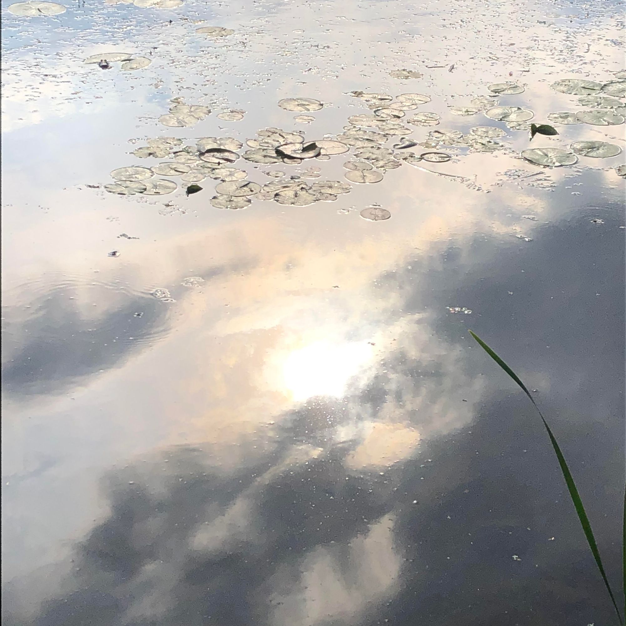 A photo of still river water reflecting sun and clouds; in the top third are lily pads, and to the bottom right is a single stem of long grass, bending towards the lily pads as if pointing.