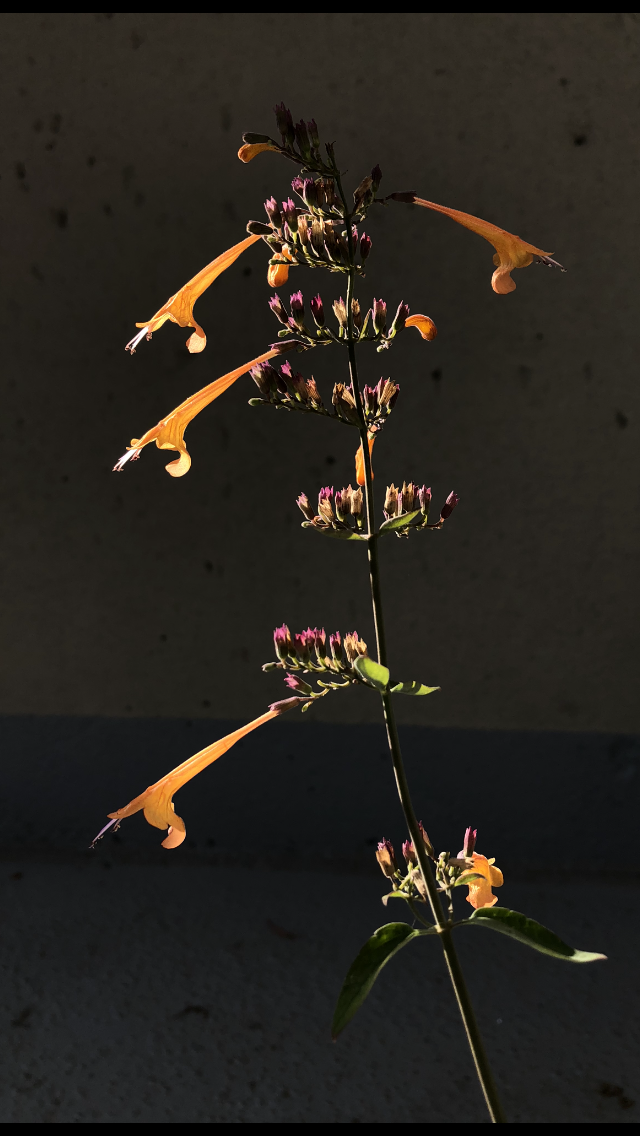 A dramatic, high-contrast photo of hummingbird mint (a tall green stem from which extend pairs of slender green leaves and long tubular orange flowers), its flowers brightly lit against a dark backdrop; sublight scattering illuminates the green of its leaves and the purple tips of the sepals from which blossoms have fallen. 