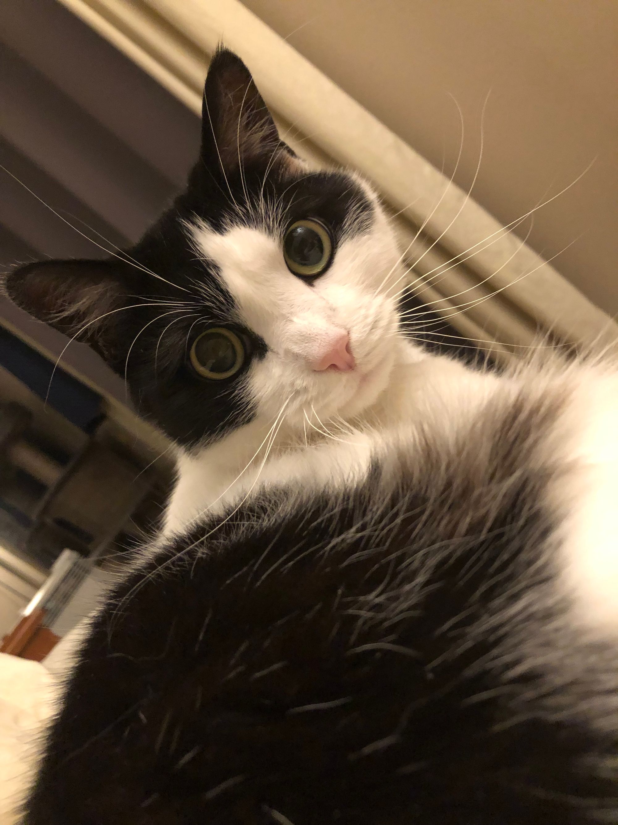 A tilted close-up of a black and white domestic short hair cat with very bright, alert, highly dilated eyes and an adorably pink nose. He is extraordinarily cute.