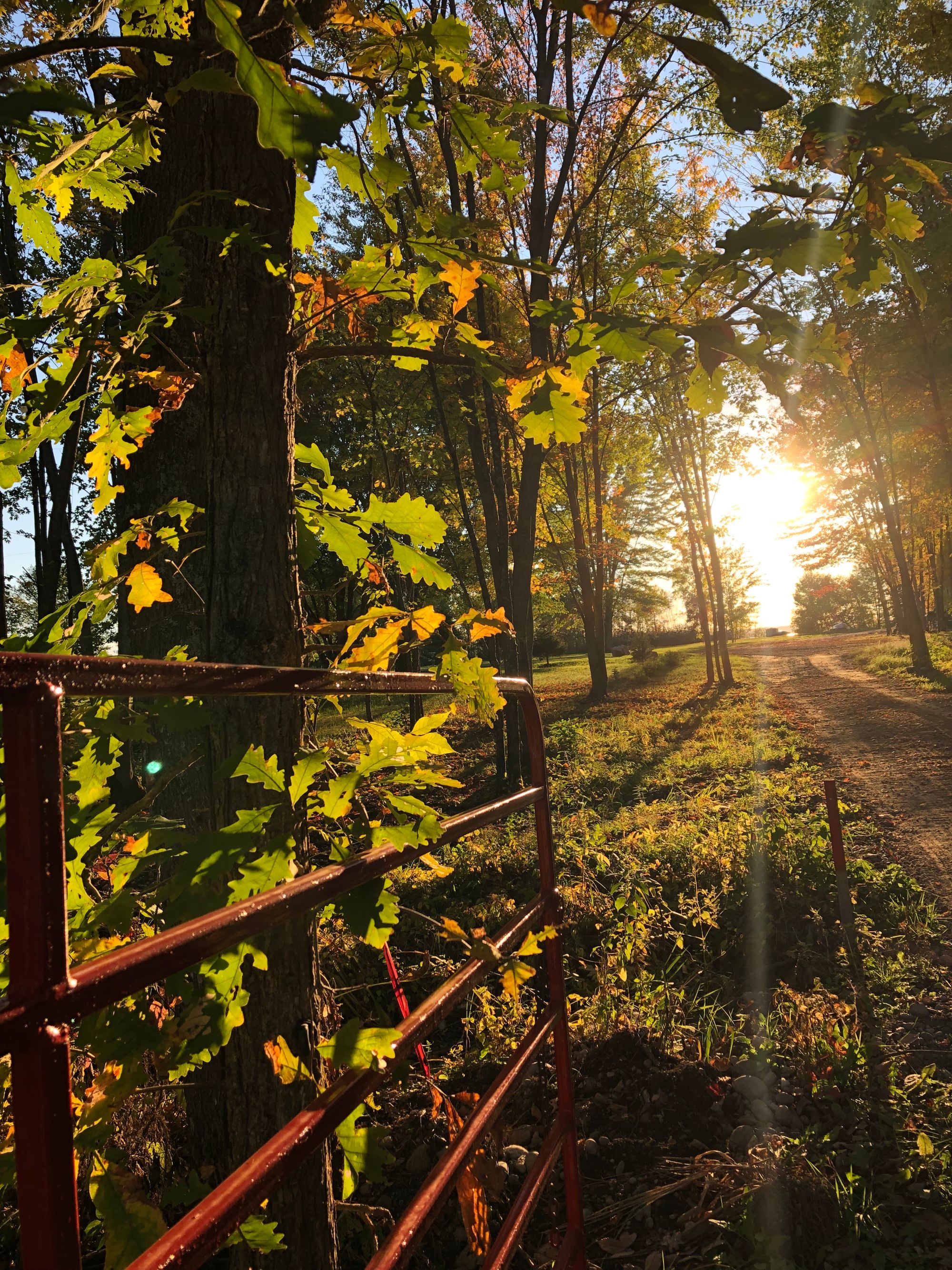 A red metal gate leans against a slender oak tree, its lobed leaves lit by the rays of a setting sun in the distance. A dirt path leads towards the sun, cutting through grasses and further distant trees. Rays of light stream visibly towards the camera; the effect is warm and evocative of early October in Ontario.