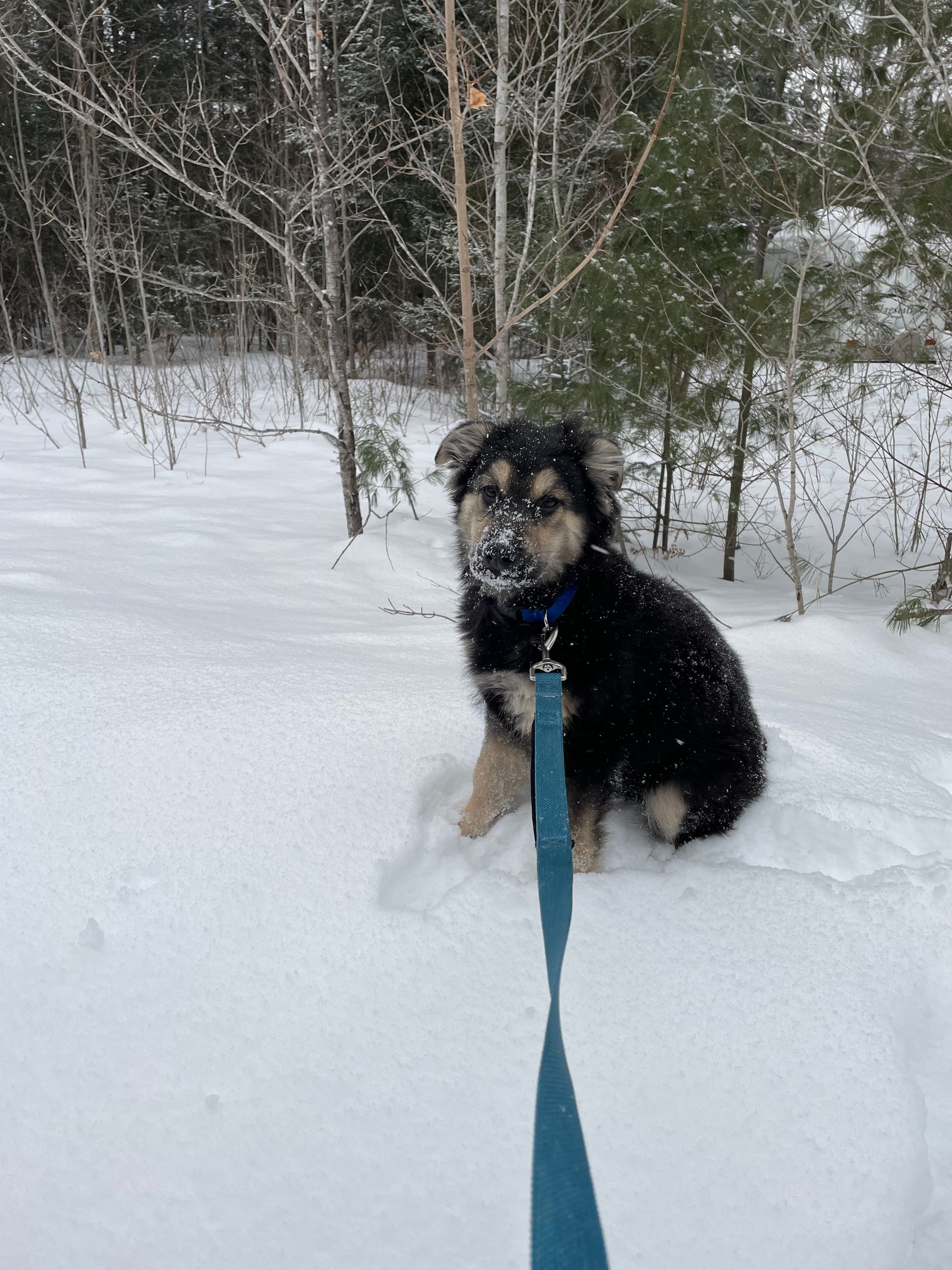 A fluffy puppy with a black coat, tan eyebrows, cheeks and legs. He sits in a snowy landscape with snow on his adorable perfect nose from digging into the snowbanks. He wears a blue collar attached to a blue leash. 