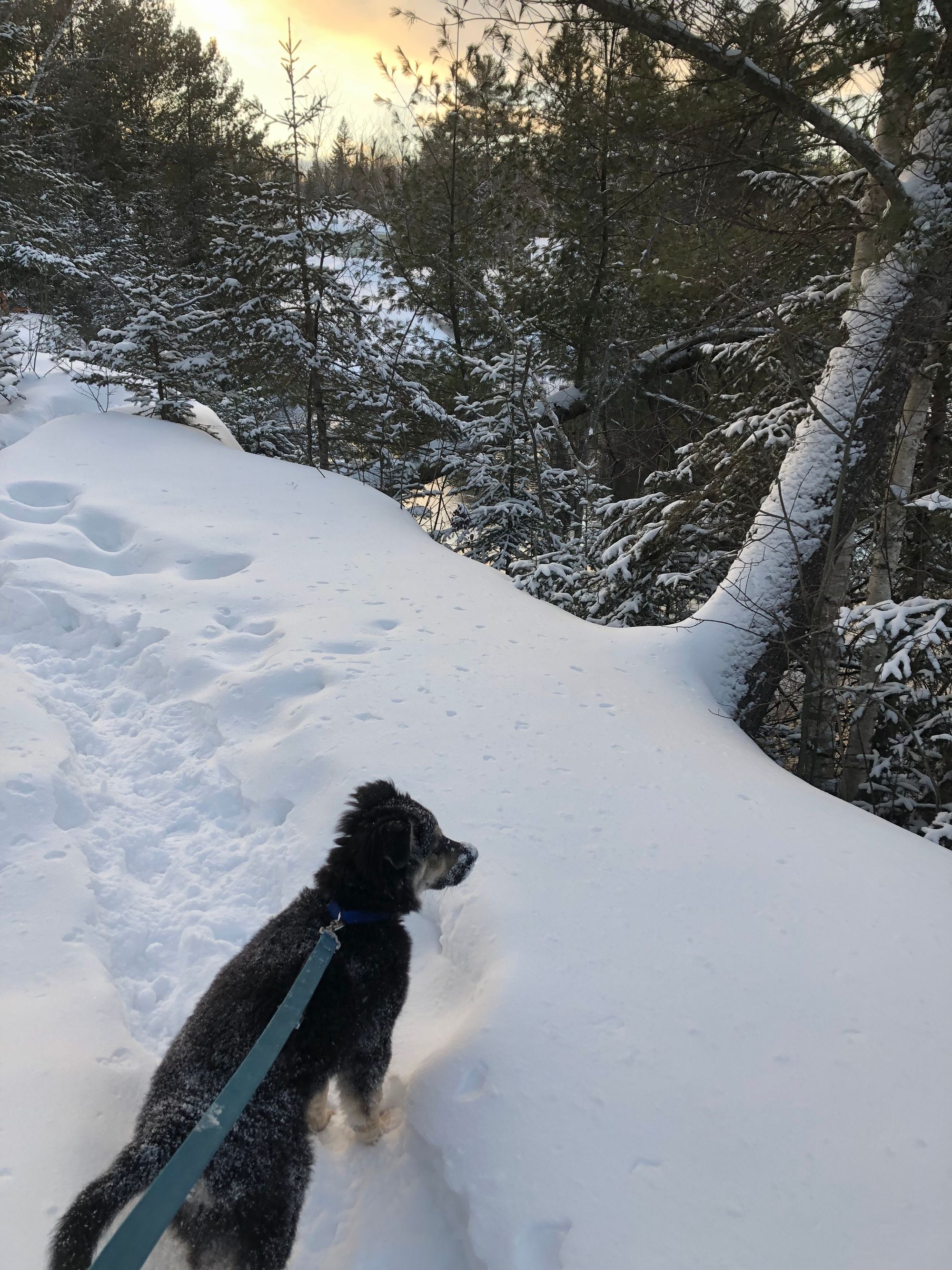 Puppy on a blue leash looking from a snowy riverbank through a treeline towards the river while the sun sets in the upper left hand corner, filling the photo with soft light.
