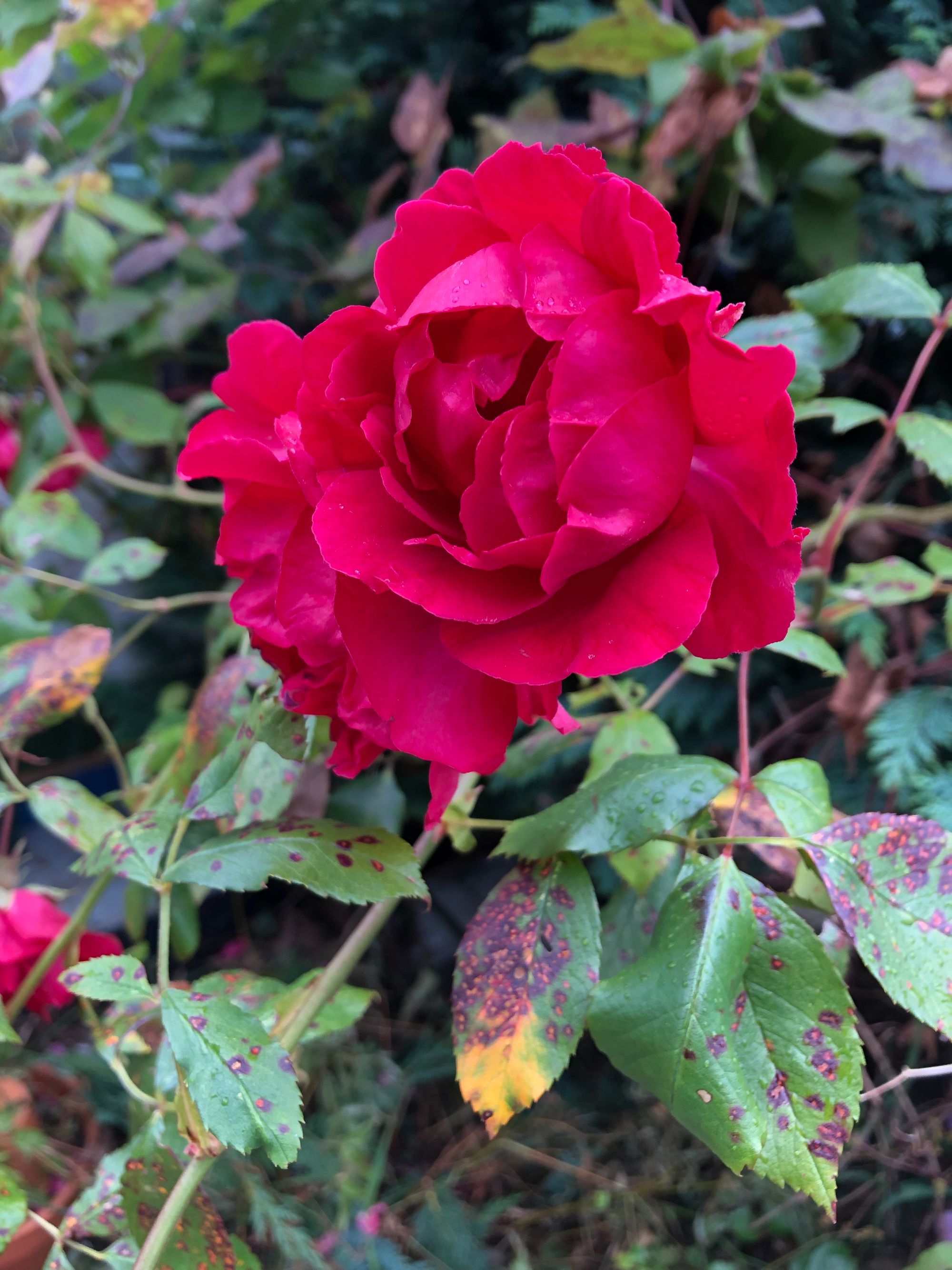 Close-up on a full-blown pink rose among its thorns and leaves, all delicately studded with small drops of rain.