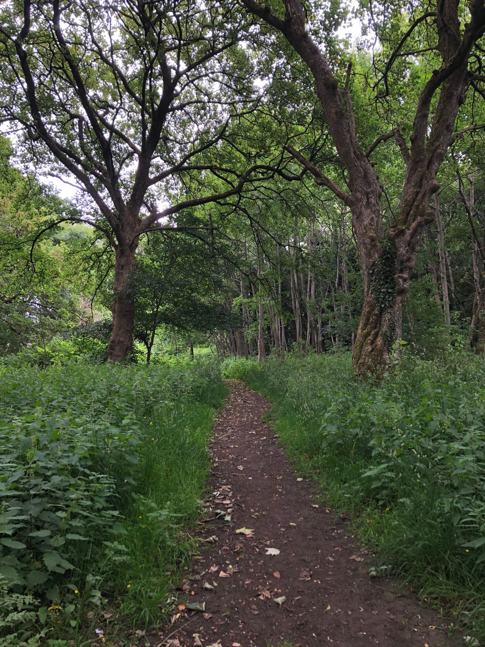 A dirt path through a small woodland. The path is bordered on either side by very tall stinging nettles. 