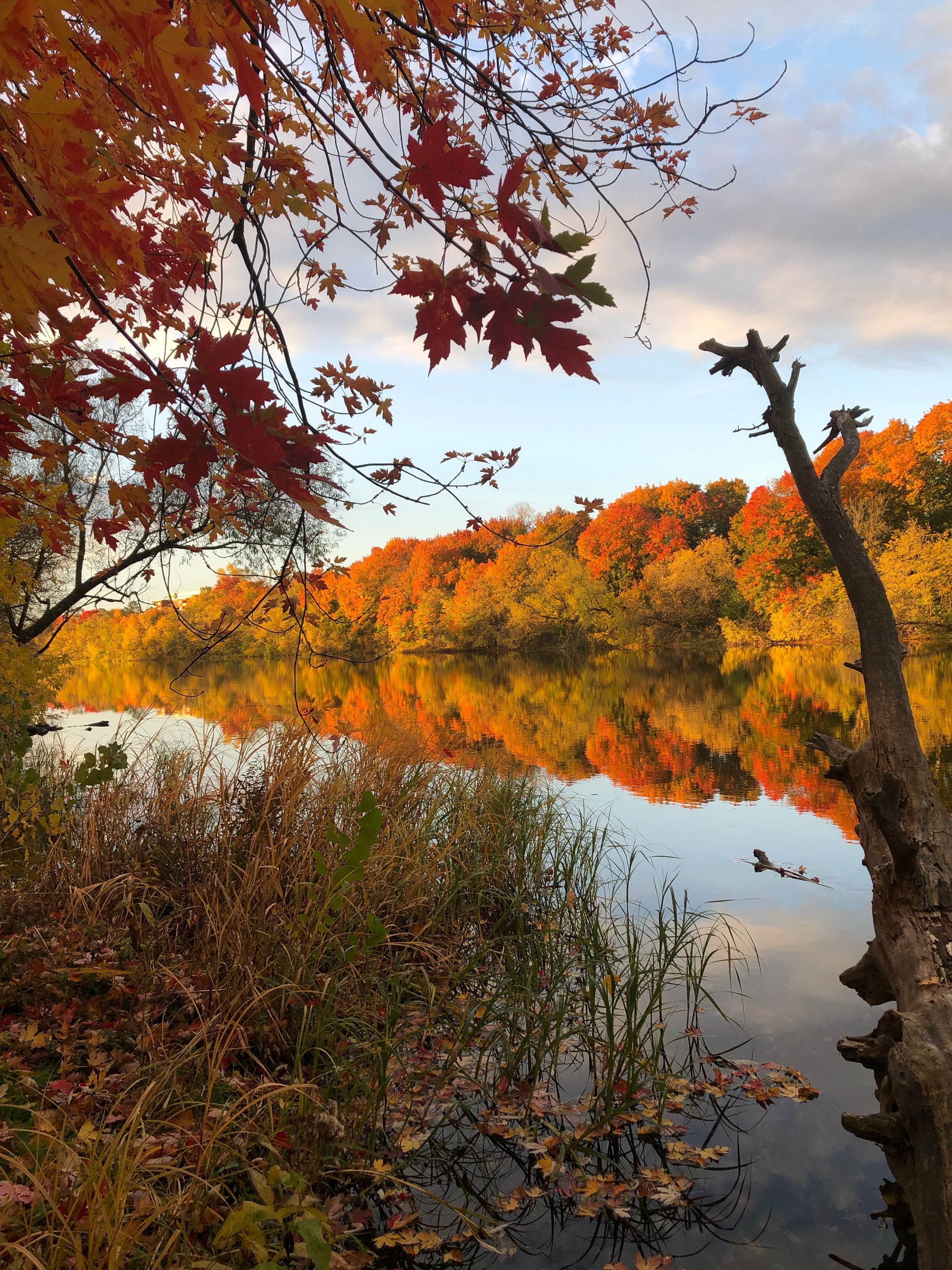 View of a river reflecting the colourful trees bordering it in the distance, framed in the foreground by a spray of red and yellow maples at top left, yellow and green grasses at bottom left, and a smooth dead branch rising up from bottom right. 