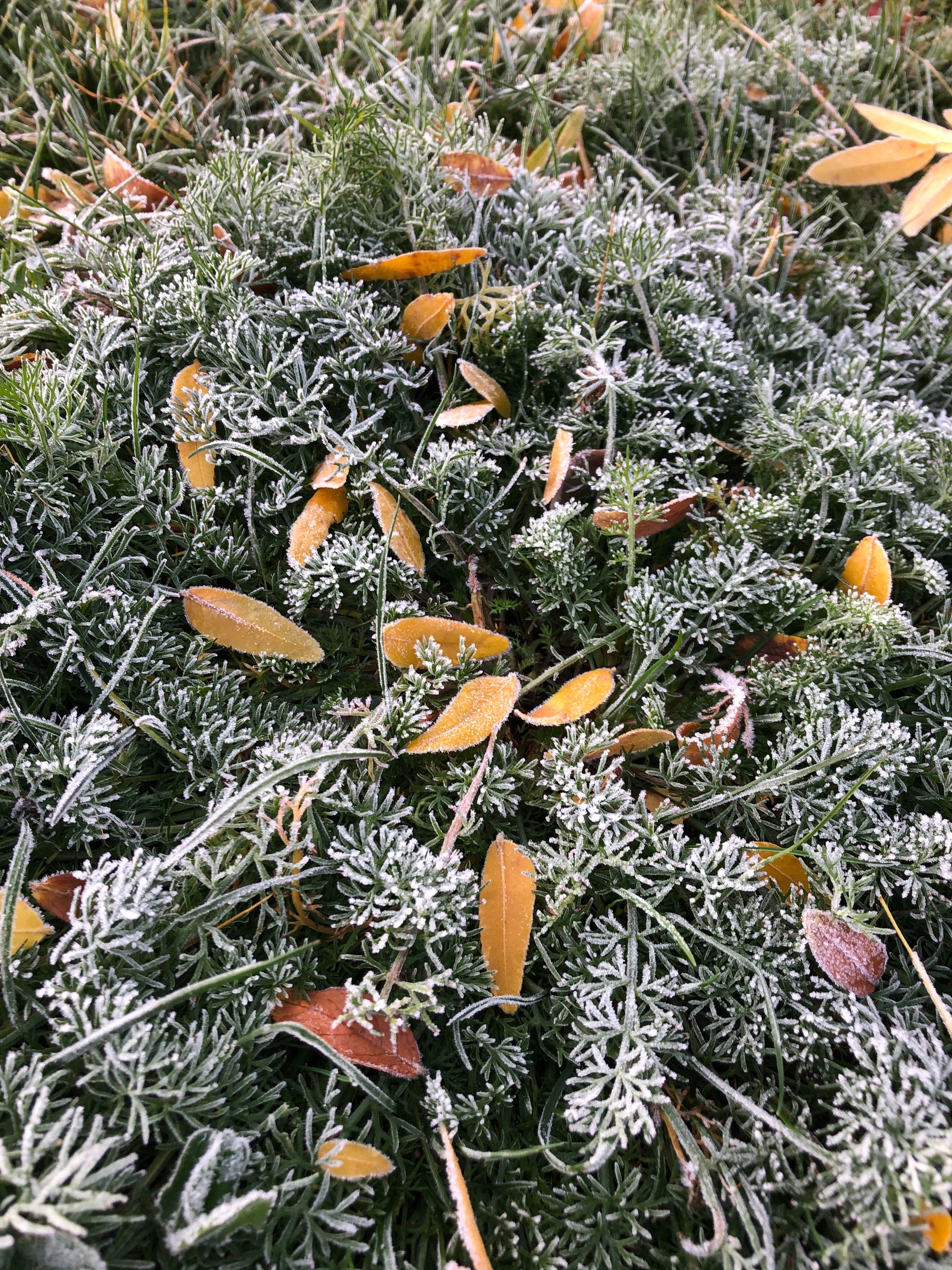 a clump of deep green grasses that look like miniature christmas trees halfway to white with frost, topped with a scattering of individual golden honey locust leaves that look like they could be long lobed flower petals. 