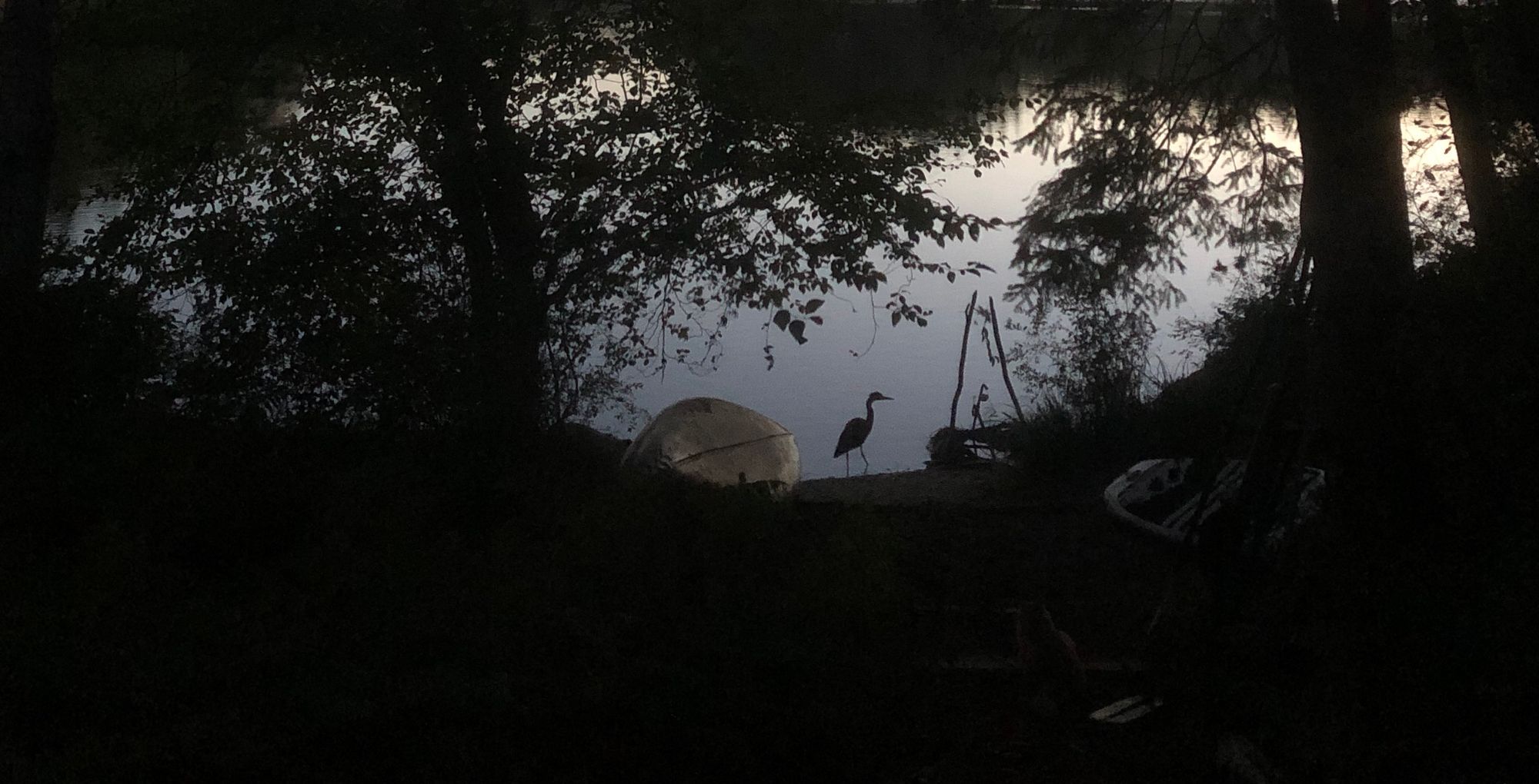 A great blue heron is silhouetted against a body of water and surrounded by trees in early dawn light.