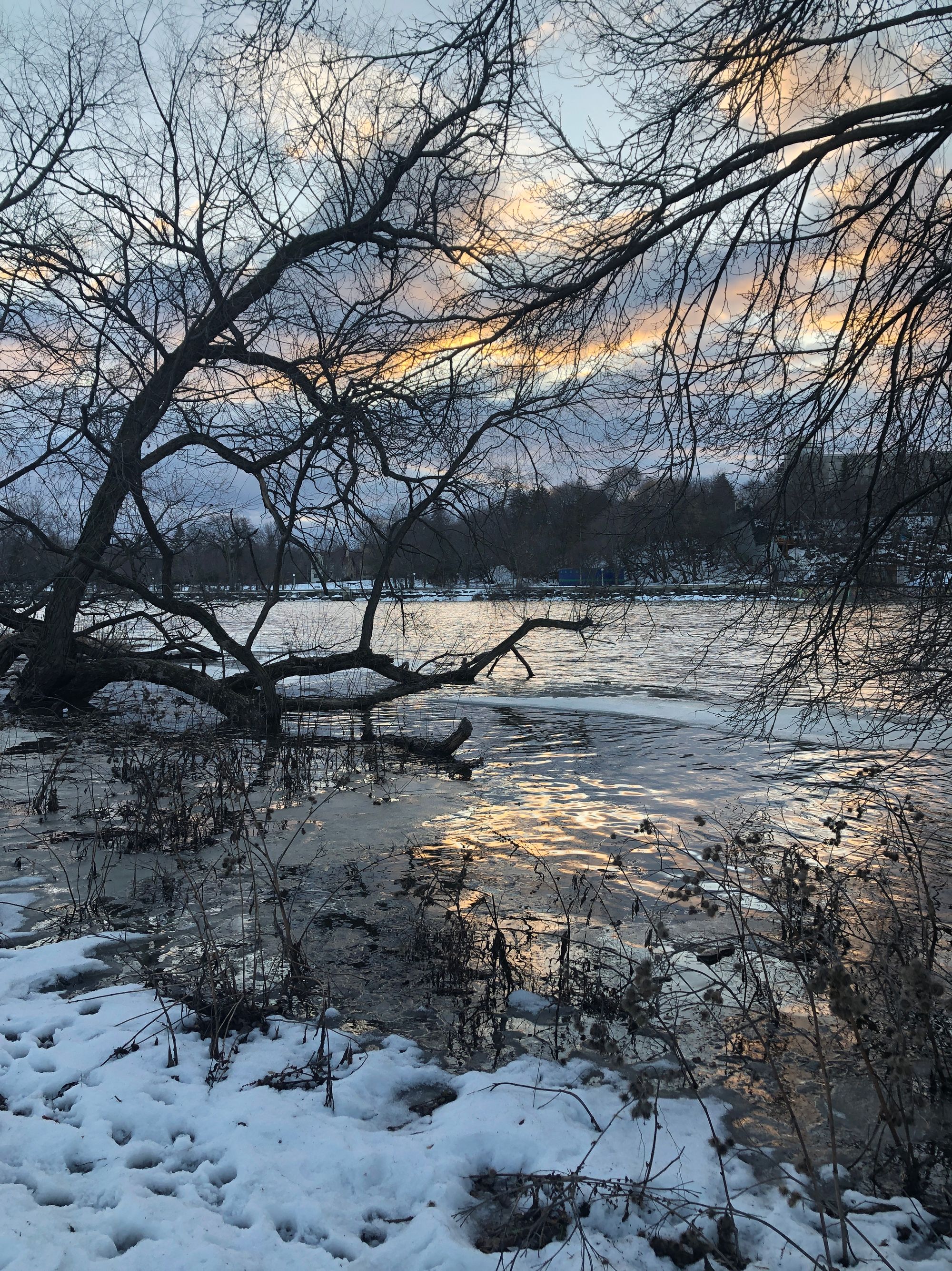 A partially frozen river, edged in trampled snow and thistles, reflecting the last light of the day in warm ripples of gold. Around the edges of the photo are bare trees tangling thin branches into the sun-limned clouds above.