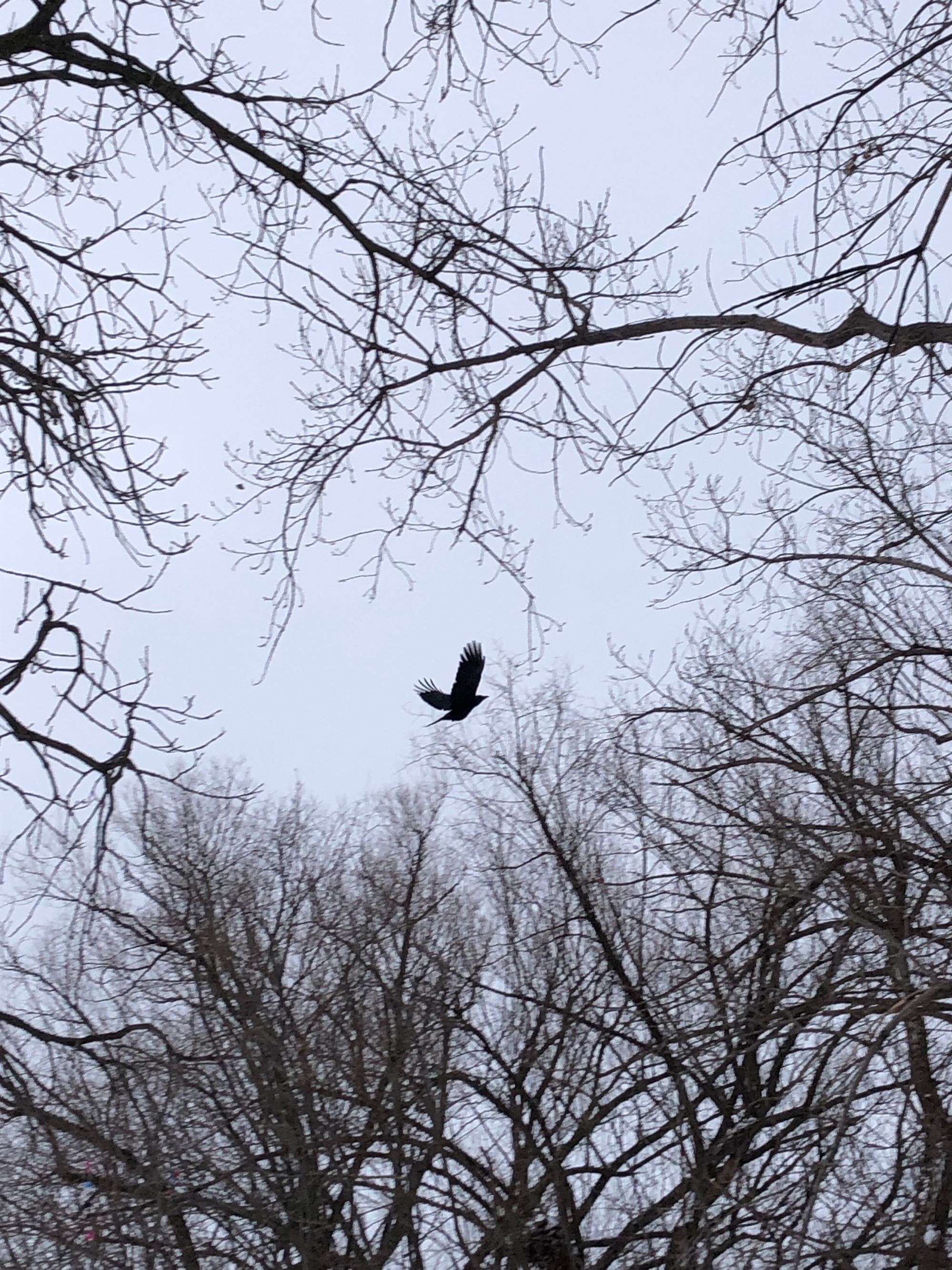 Slightly blurry iPhone photo capturing a crow in flight against a pale grey sky, surrounded by bare winter branches.