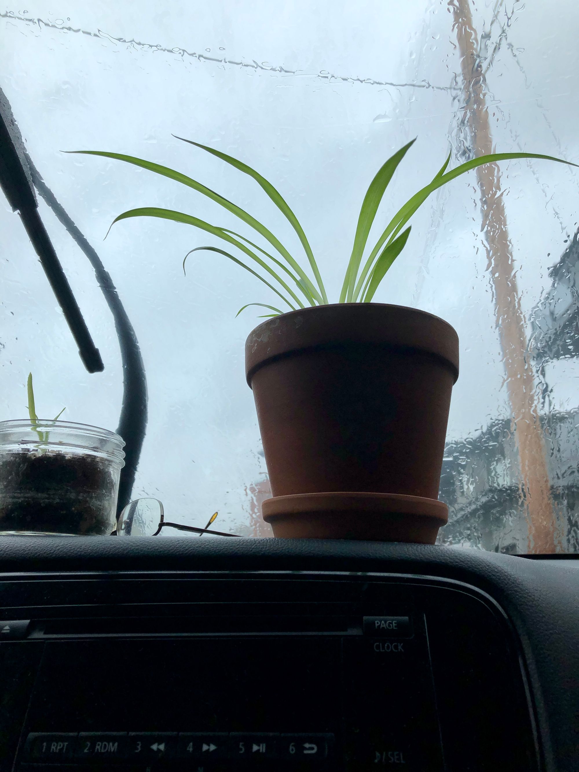 A healthy spider plant sits in a terracotta pot on the dashboard of a car. Behind it the windshield is slick with rain, distorting buildings and electricity pole behind it; to the left of the pot is a partial glimpse of eyeglasses and a short mason jar in which a tiny bit of aloe vera grows.