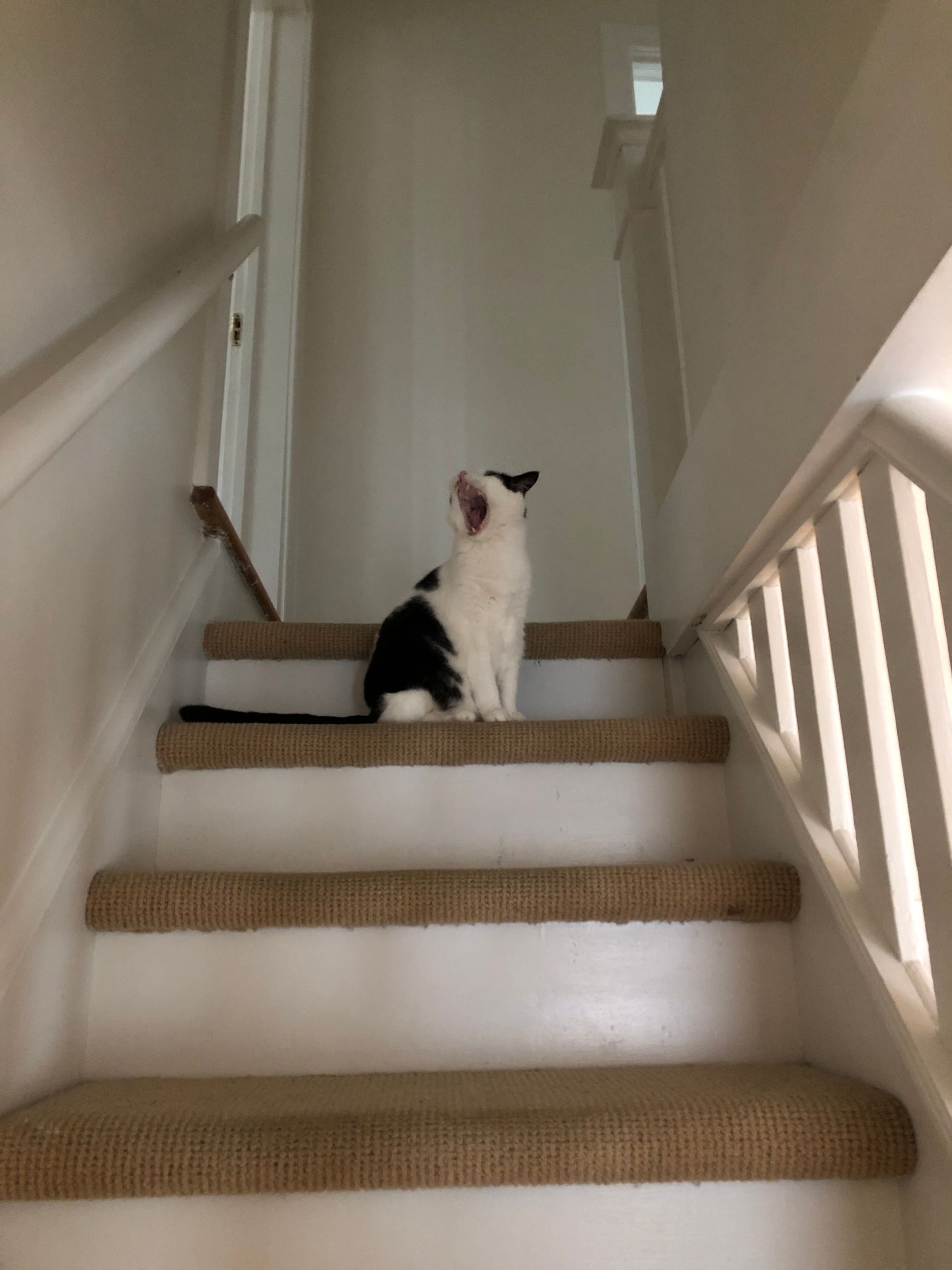 A black and white cat sits near the top of a staircase with his mouth WIDE open, looking as if he's sounding a barbaric yawp from the rooftop of his world.