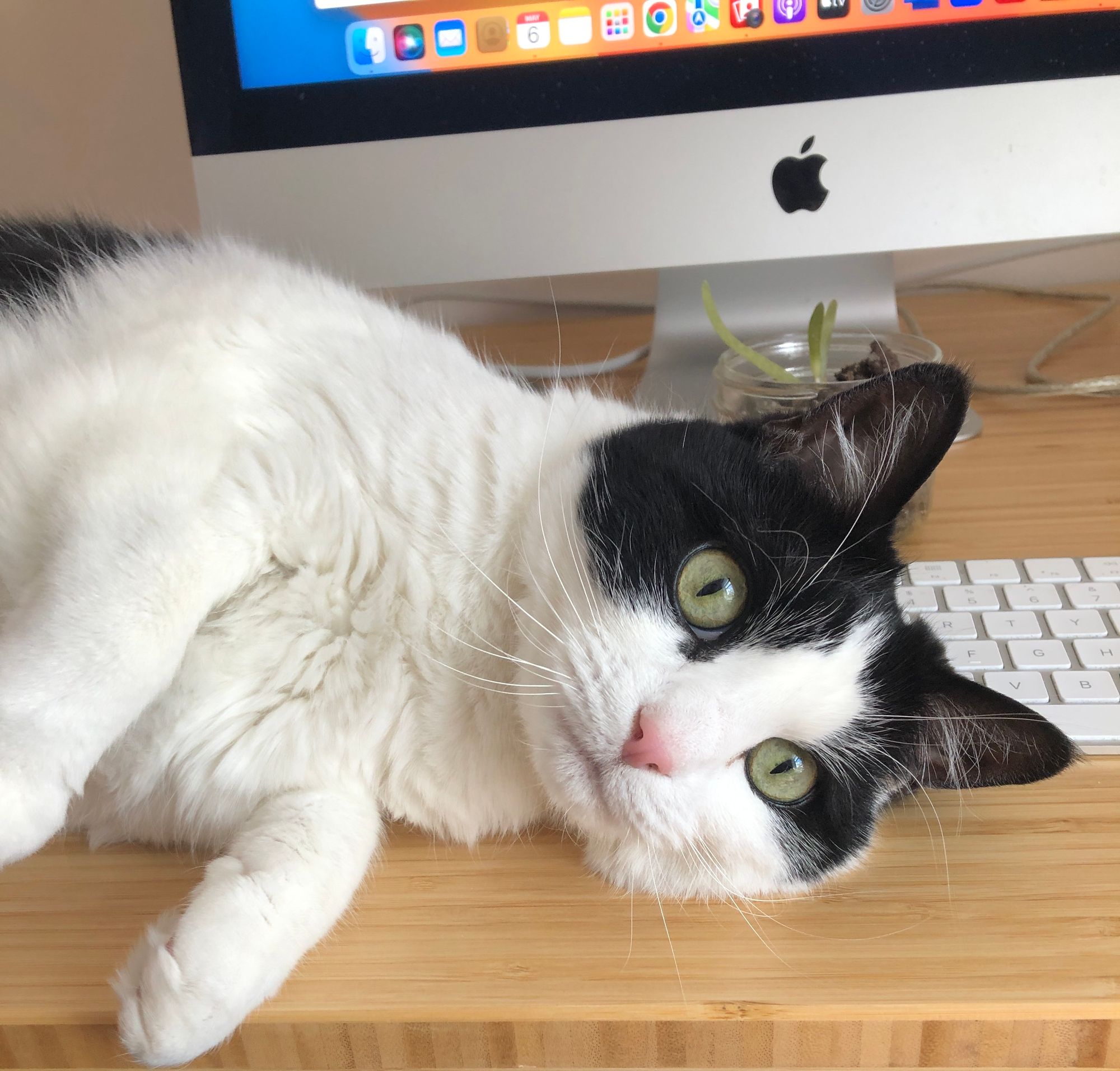 A black and white cat with a pink nose and green eyes is flopped on his side between the camera and the keyboard. In the background is a small sad aloe plant and the bottom left corner of a mac computer. 