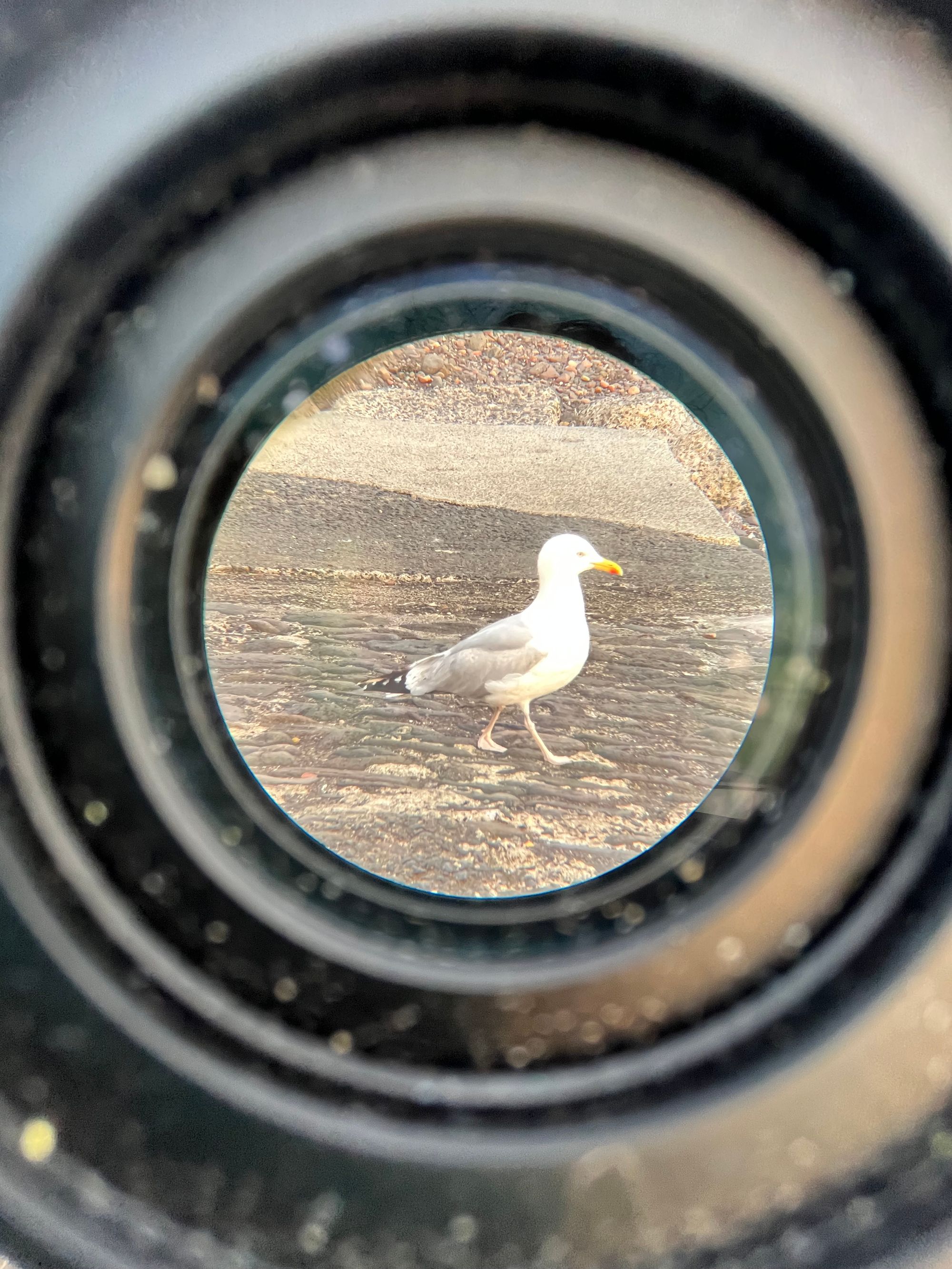 Framed by a binocular ring, a herring gull in profile steps jauntily to the right over sand-strewn stone.
