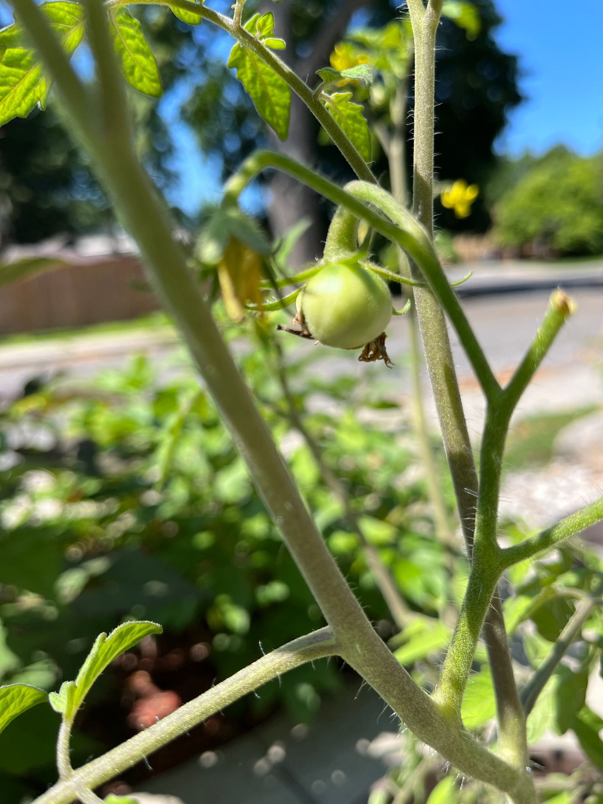 The beginnings of an heirloom tomato, green and round on its hairy vine.