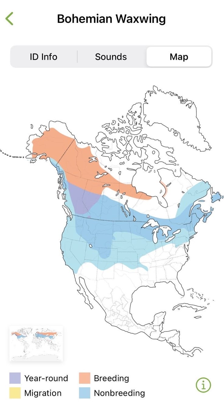 North American range shows the year-round range to be significantly shorter, stopping in Alberta, while the winter range is much longer, extending across the whole of Canada in a 