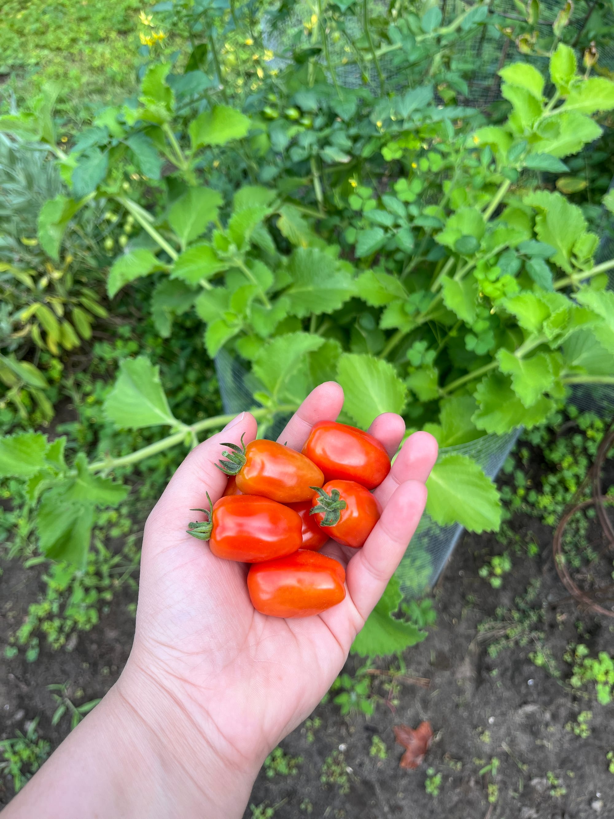 a handful of cherry tomatoes held up against a background of coarse-leafed thyme and flowering tomato plants.