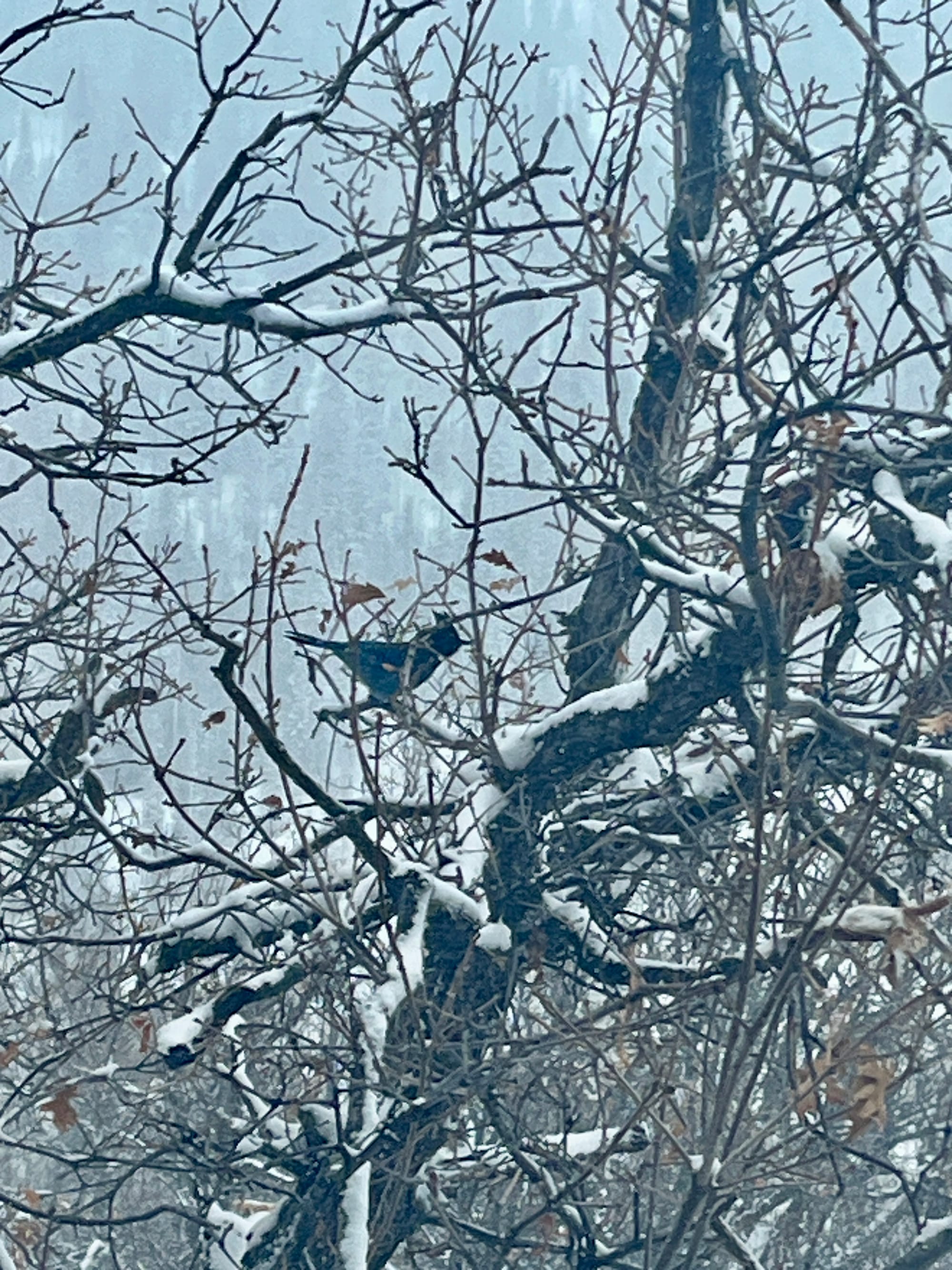 A Steller's Jay in a thick tangle of bare, snowy branches, against a backdrop of piney mountains.