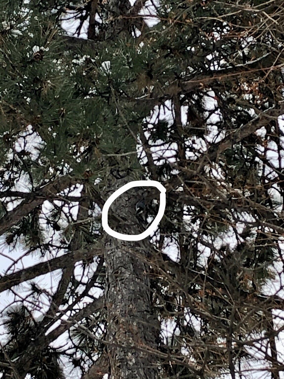 A blurry, too-zoomed-in photo of a pine tree's trunk, an upside-down white-breasted-nuthatch on it, circled in white by me to help distinguish it from its surroundings.