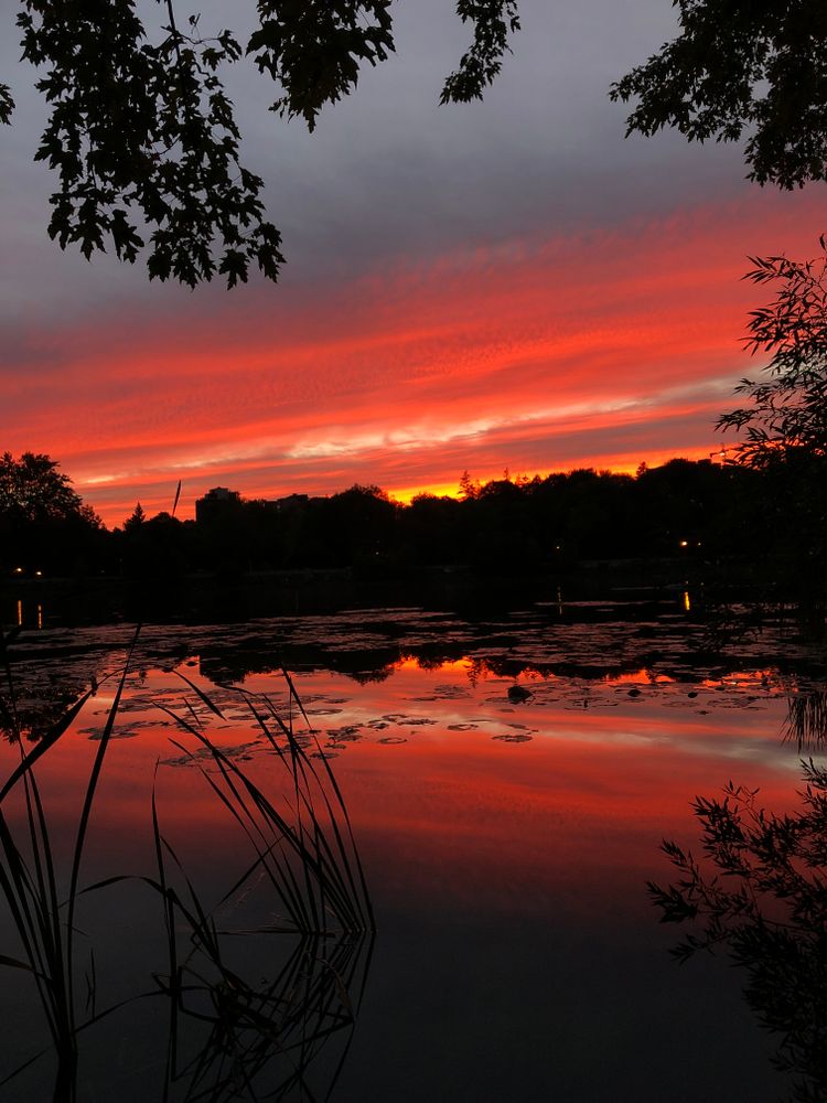 An extravagant sunset over the Rideau river. A fiery sky reflected on the water, dotted with lily pads, framed in grasses.