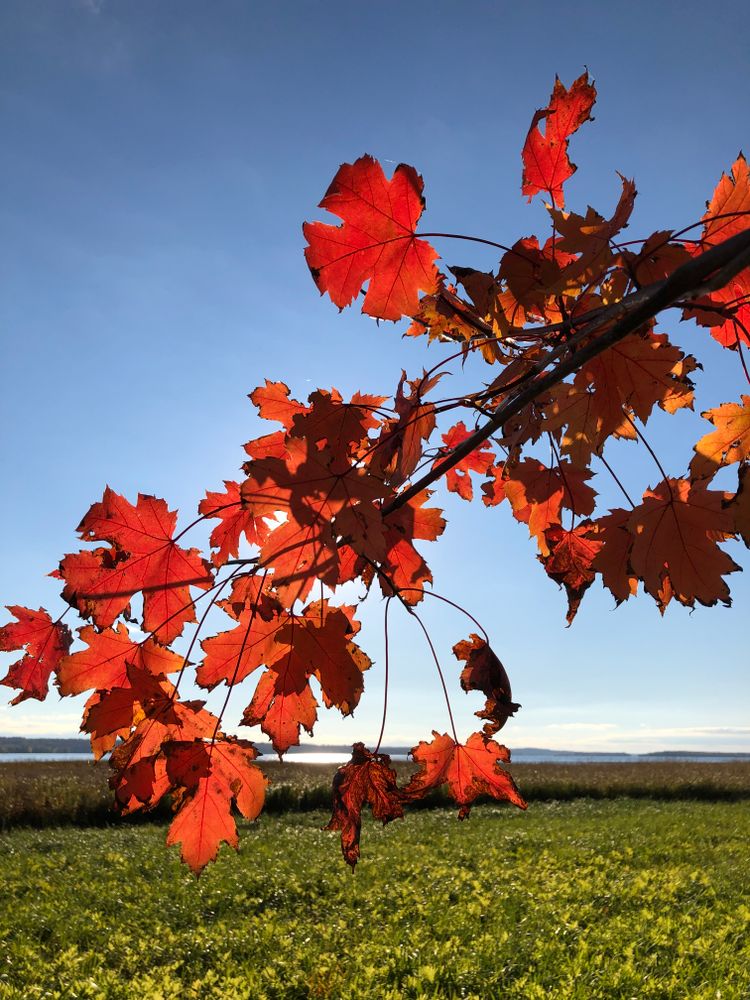A maple branch with bright red leaves extends across a background of blue sky, river, and bright green grasses
