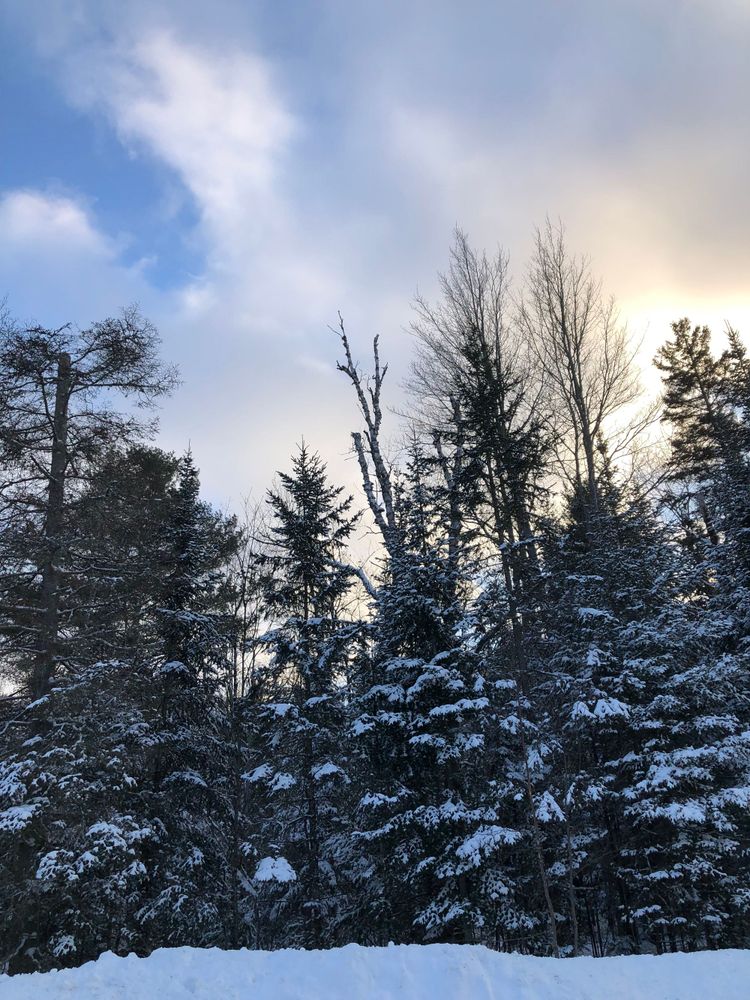 A line of snow-laden pines and deciduous trees against patches of blue sky and sun-infused clouds.