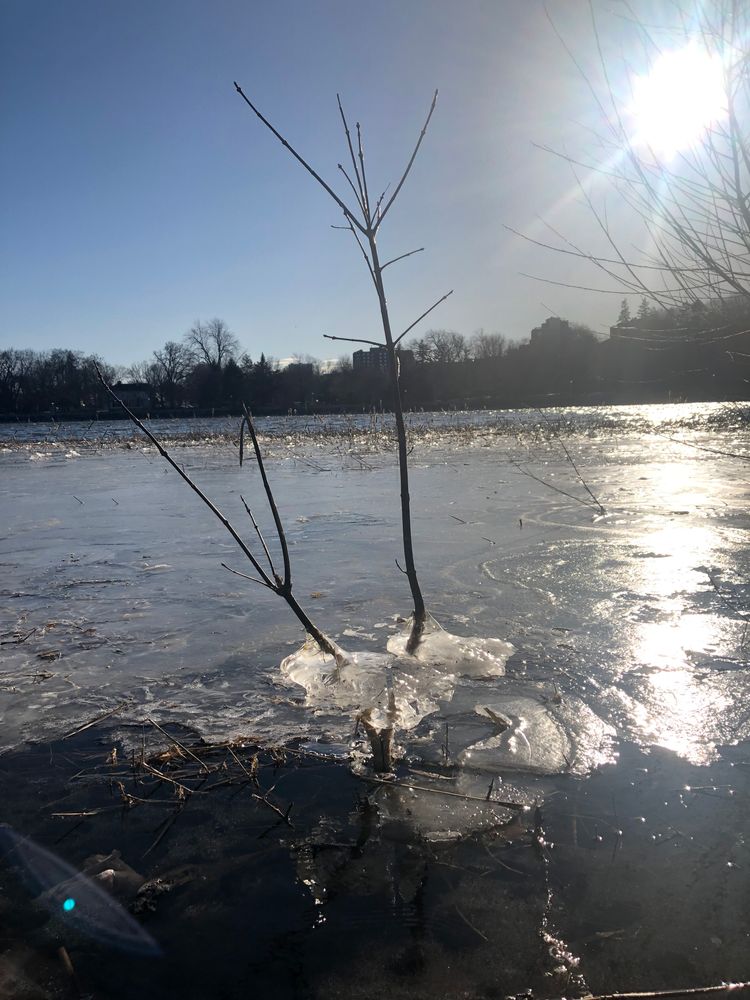 Sun-struck river wearing a scrim of spring ice; two branches extend past the surface wearing ice like a skirt.