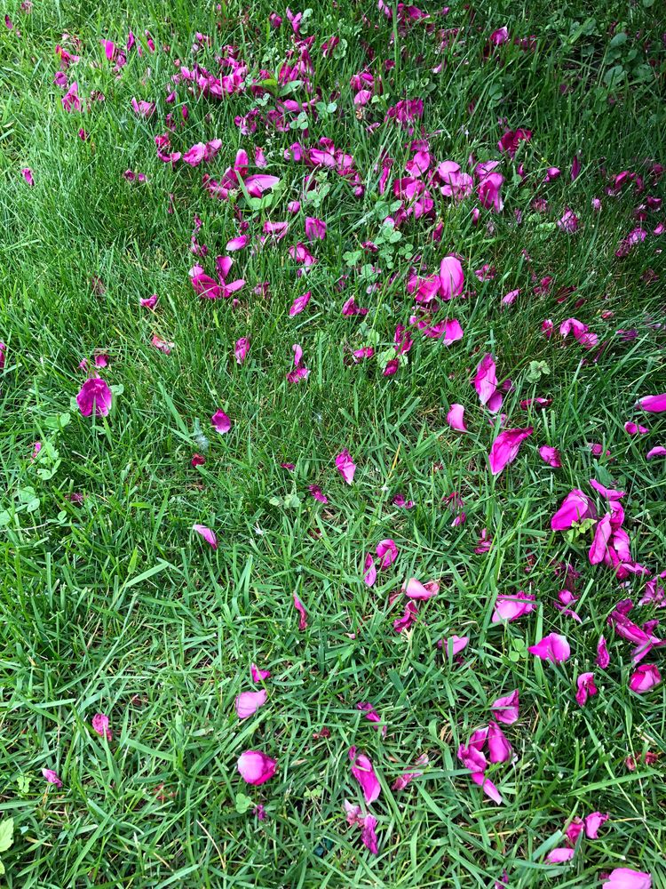 A wild scattering of very pink rose petals in very green grass.