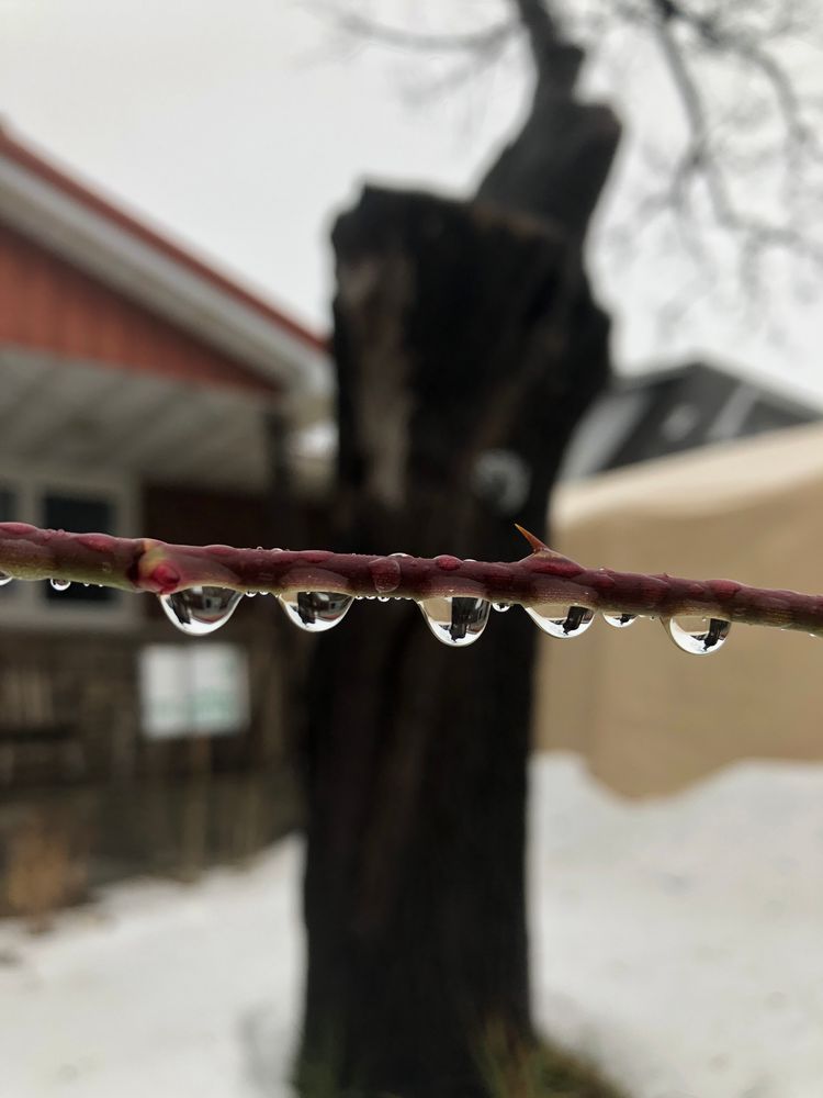 Against a blurred snowy background, close up on five drops of water clinging to a thorny horizontal red-green branch.