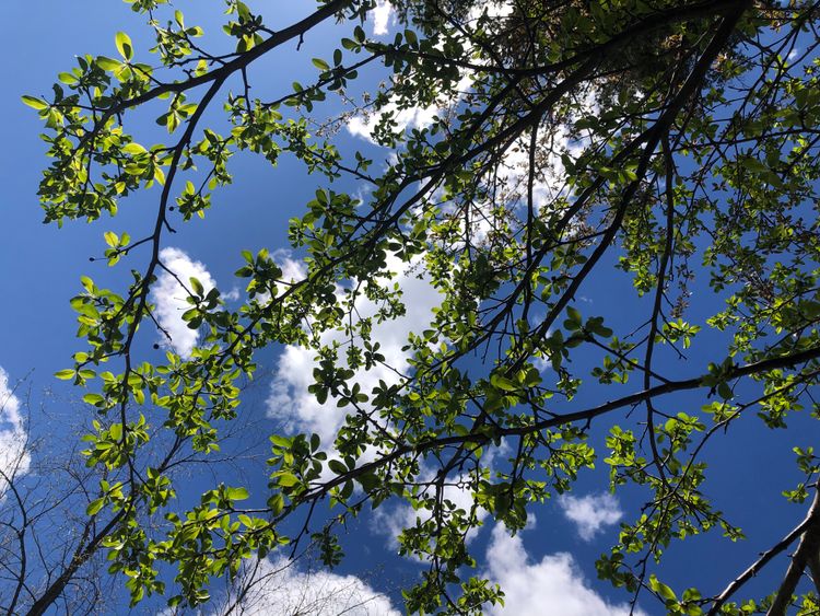 Cherry plum branches, their new green leaves glowing with light against a blue sky and fluffy white clouds.