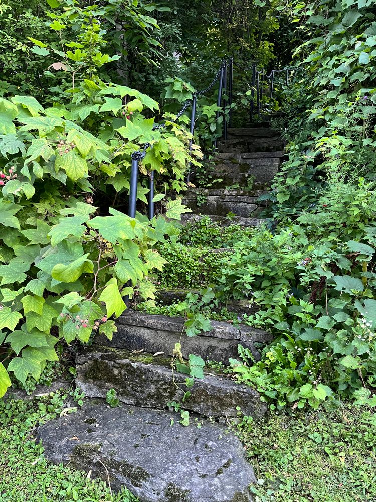 Rough-hewn stone steps flanked by flowering raspberry shrubs and greenery, leading up to mystery.