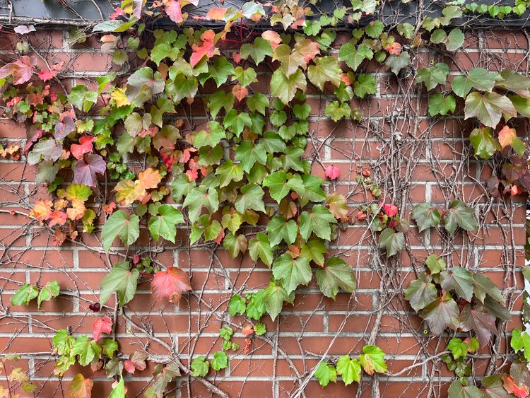 A red brick wall covered in vines and branches, broad leaves shifting colour from green to red at the beginning of autumn. 