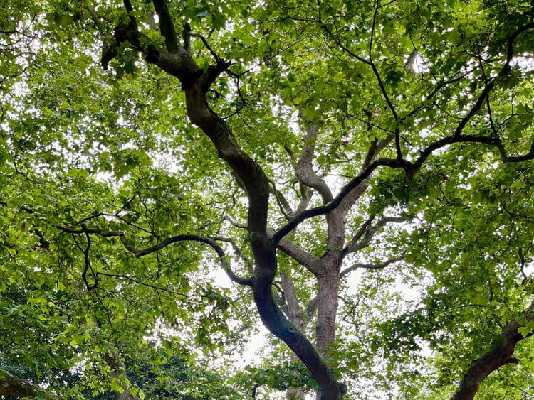 A twisting tree trunk against a canopy of green leaves and luminous grey sky.