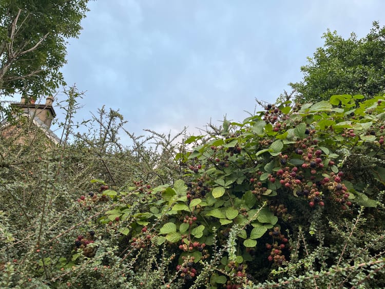 A hedge mixture of cottoneaster and ripening bramblefruit against a background of cloudy evening sky.