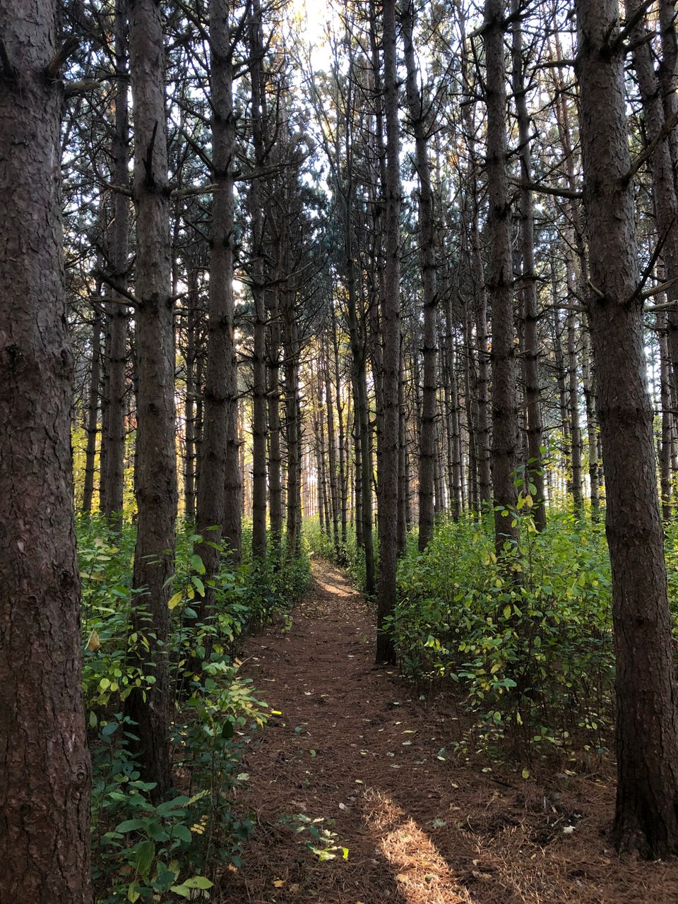 A slender, sun-dappled path through a pine forest.