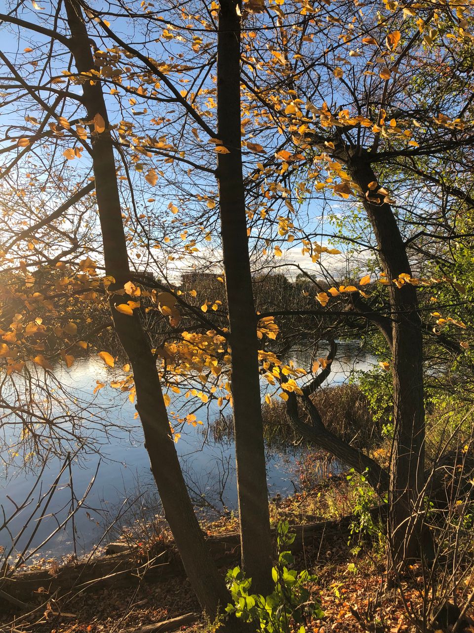 Three slender elm trees lean over a river; the sun shines from beyond the upper-left corner illuminating their golden leaves.