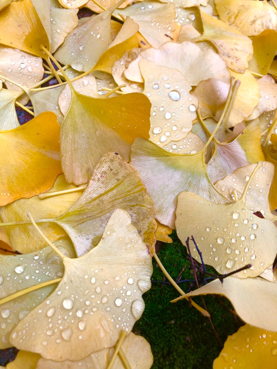 Close-up on fallen gingko leaves, golden and jewelled with drops of rain, with a patch of dark green moss between them.