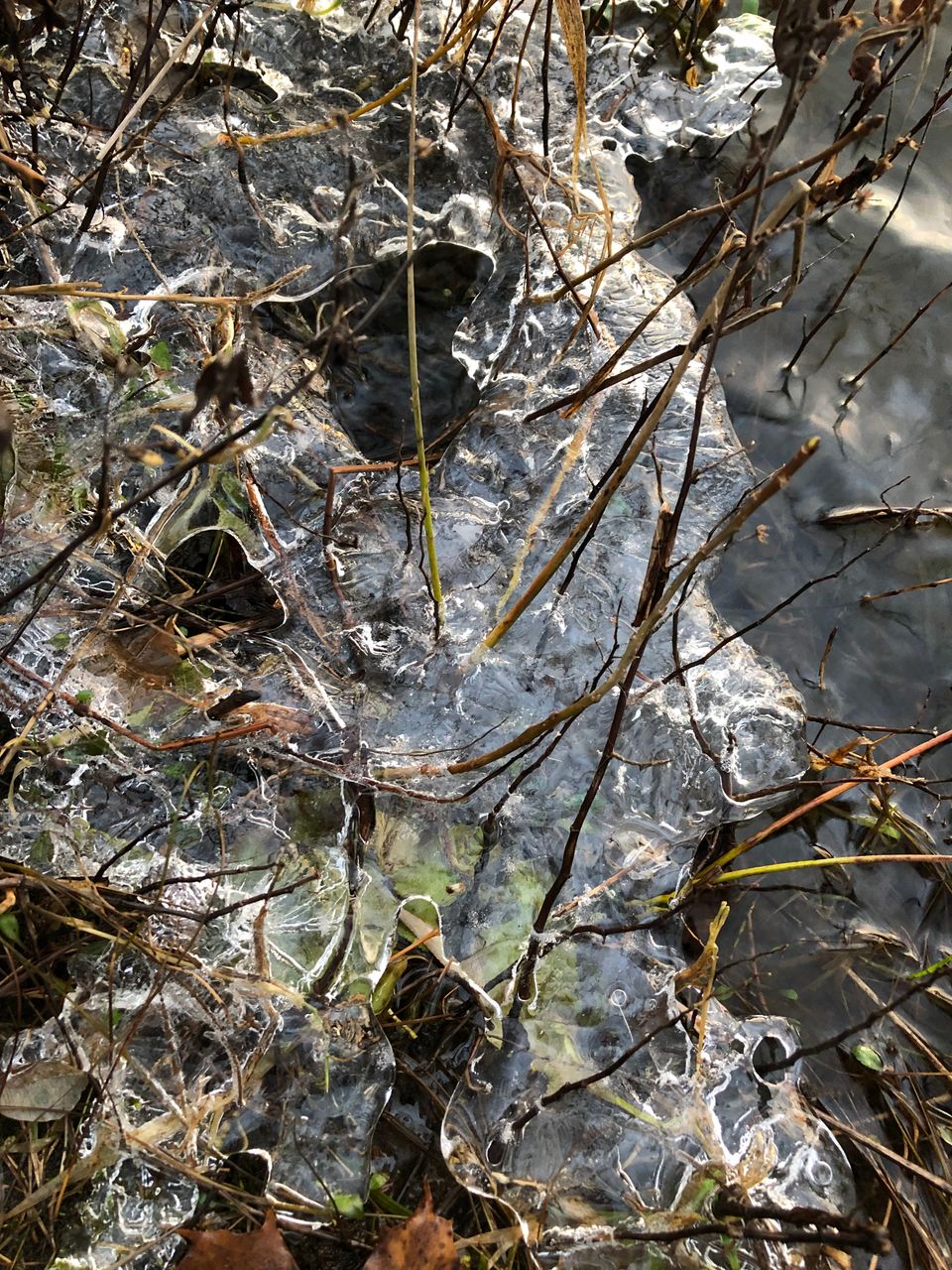 Close-up on a thin scrim of ice on a river's edge, with thin reeds and grasses poking through it in chilly lacework. 