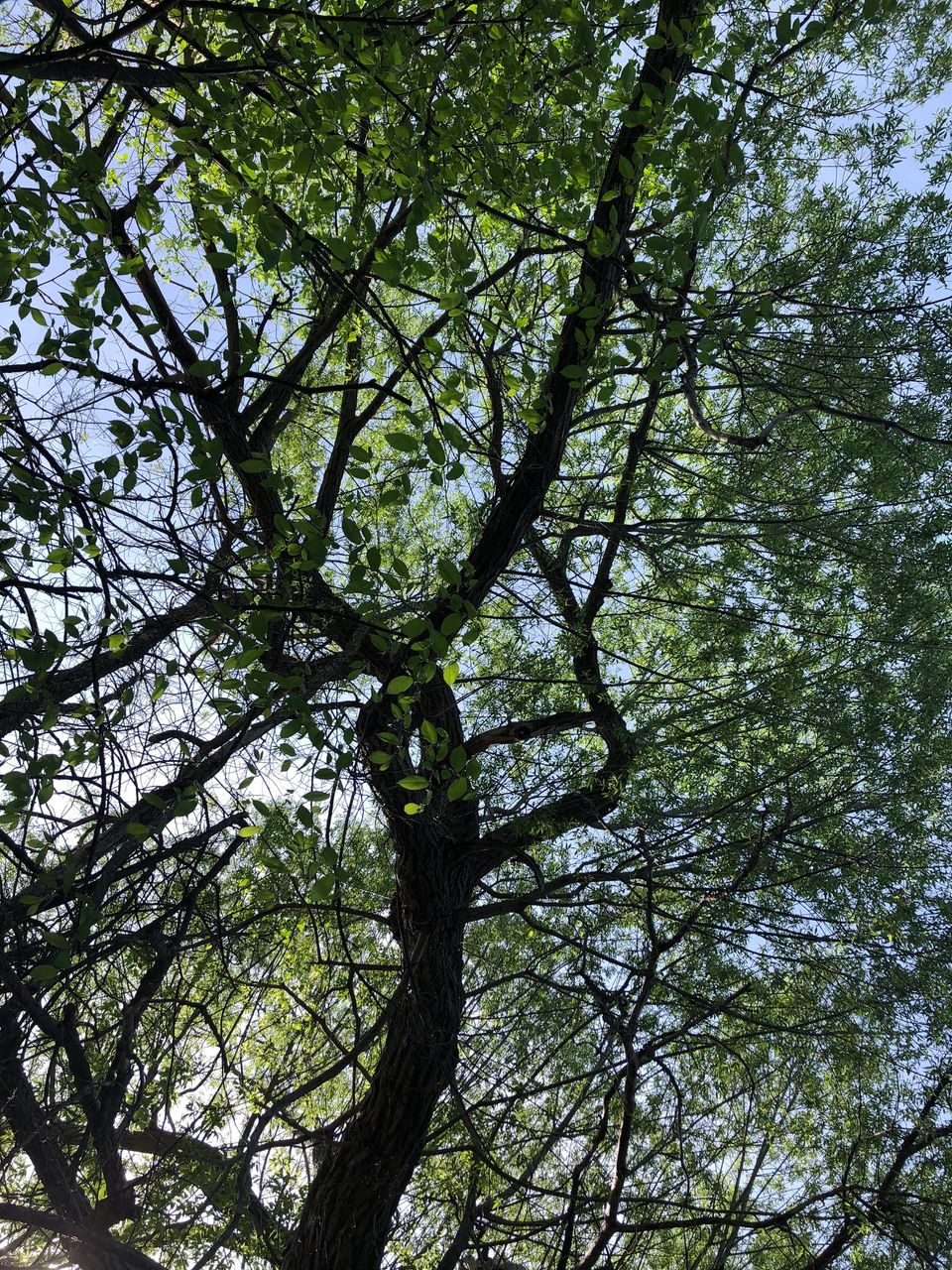 A twisting elm tree photographed from beneath its canopy, looking like a dancer arching her back against the sky.