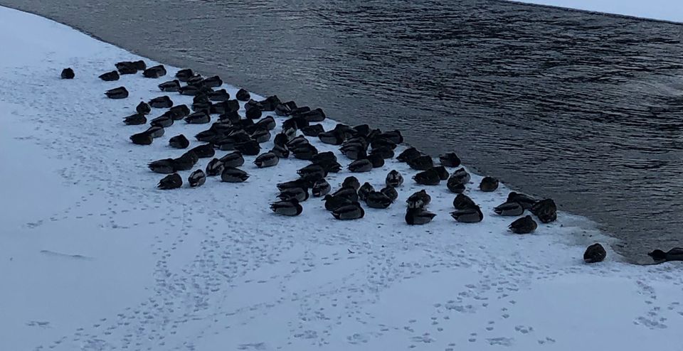 A large number of ducks huddled together on a snowy riverbank