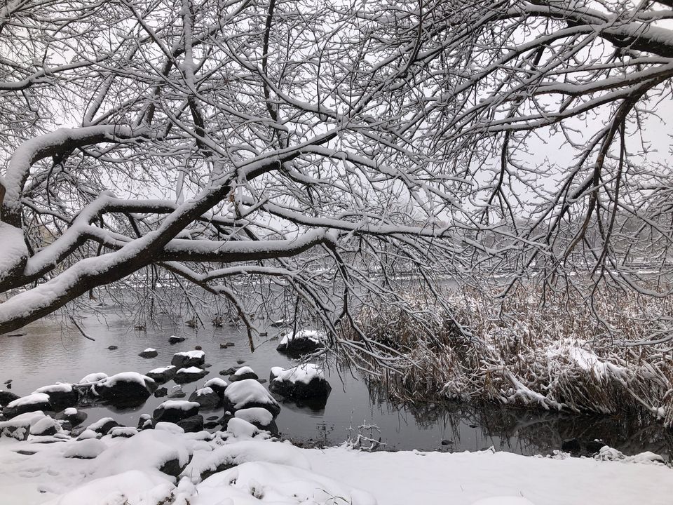 A tangle of black branches blanketed in snow over a riverbank bordered by snow-topped boulders and tall snowy grasses.