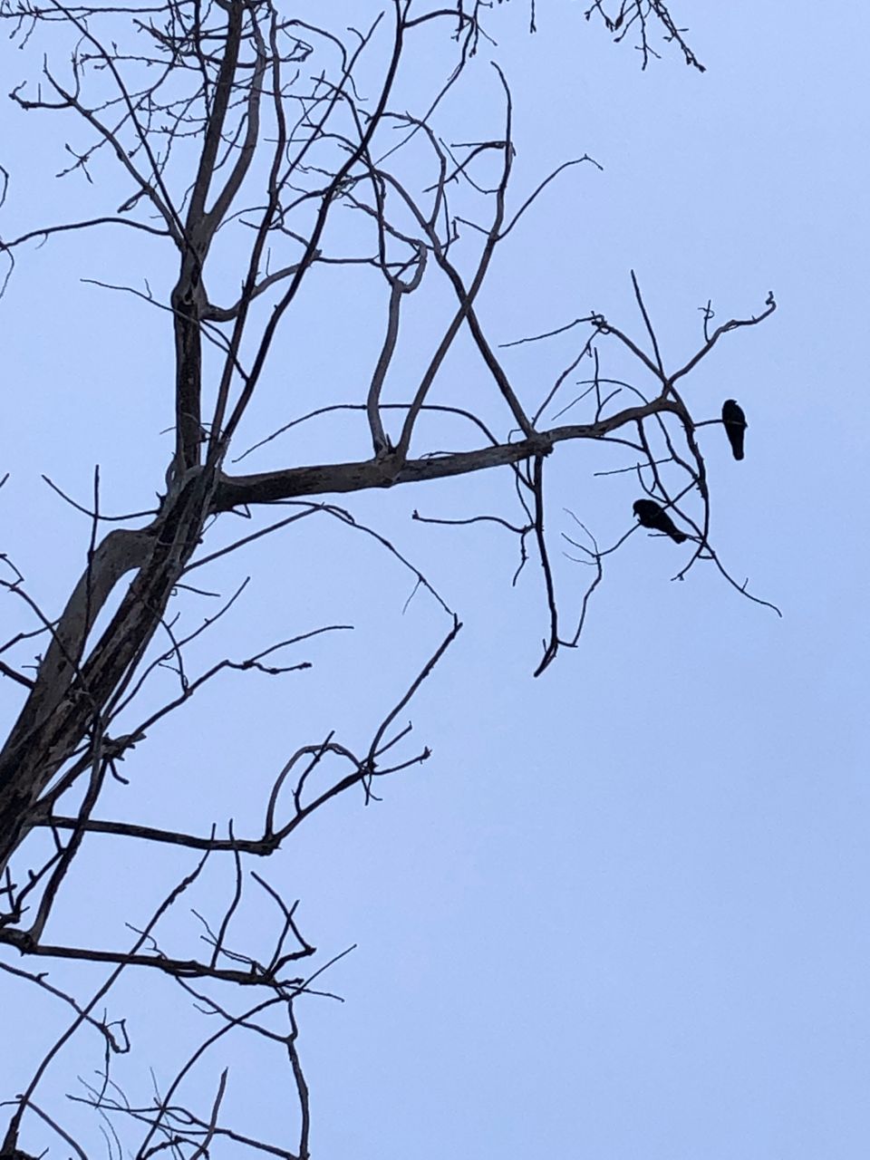 A skeletal winter tree foregrounded against pure blue sky, with two silhouetted crows perched towards the top right branches.