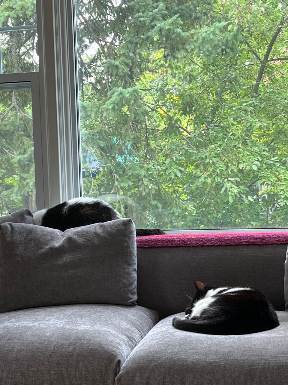 Two black and white cats sleeping on a grey couch near a window full of greenery. 