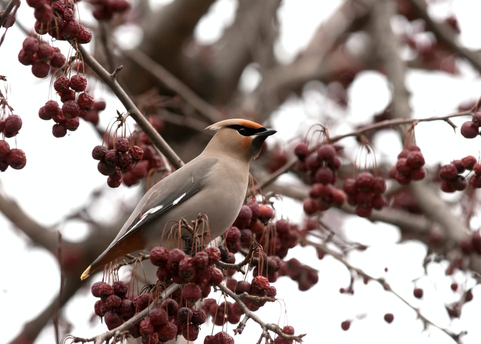 A Bohemian Waxwing stands regal on branches laden with small red fruit