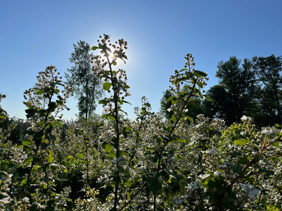 Blackberry brambles in white bloom against a sunny blue sky, the sun tangled up in one of the top stems.
