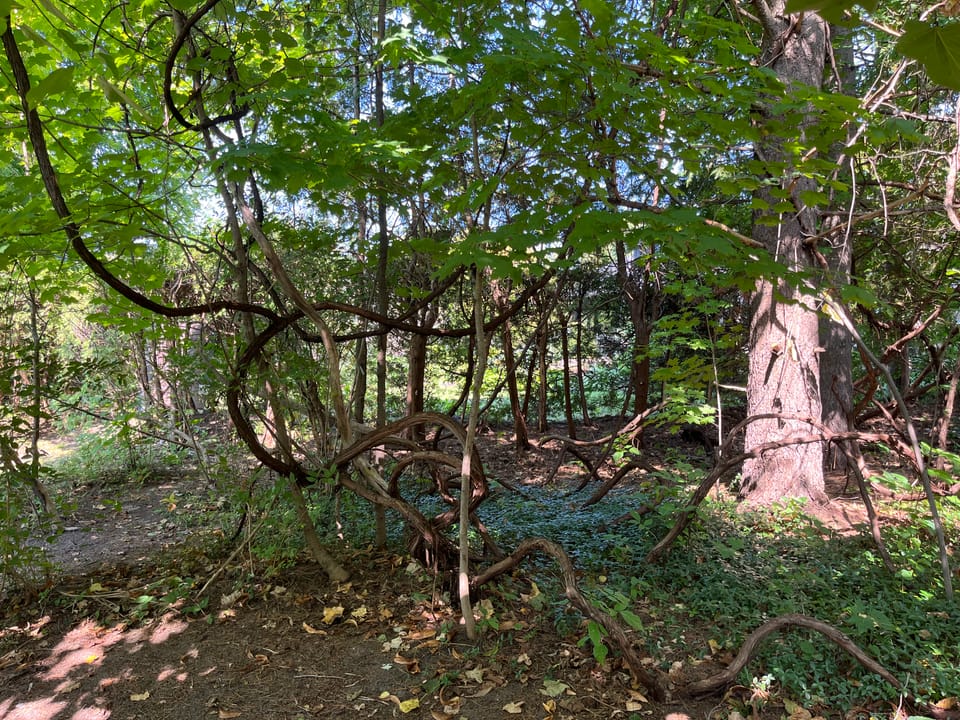 Twisty, almost vine-like trees dynamically winding across a dappled woodland in early autumn. 