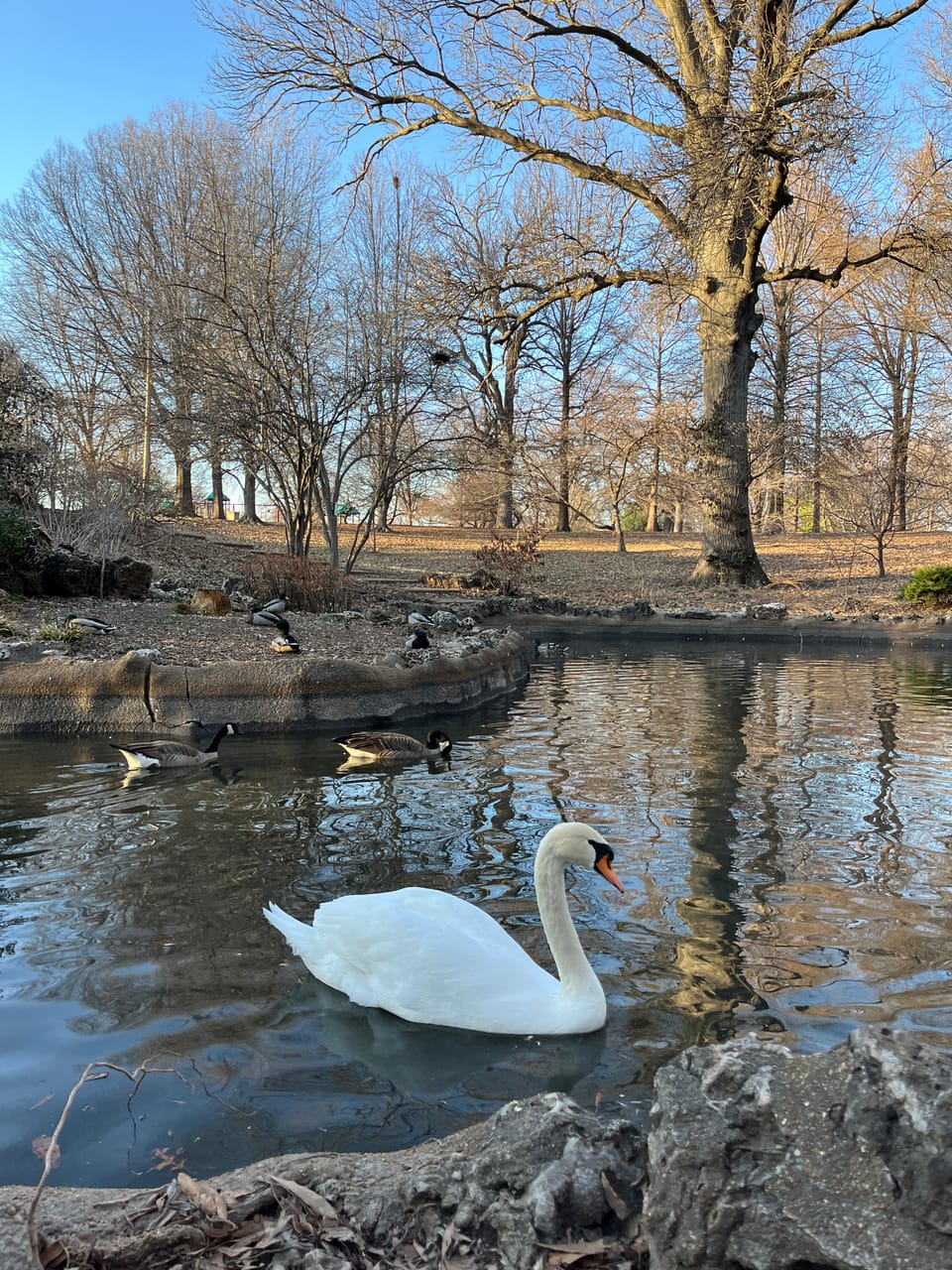 A white swan floats on a park pond, while in the background Canada geese paddle and mallards sleep on the shore.