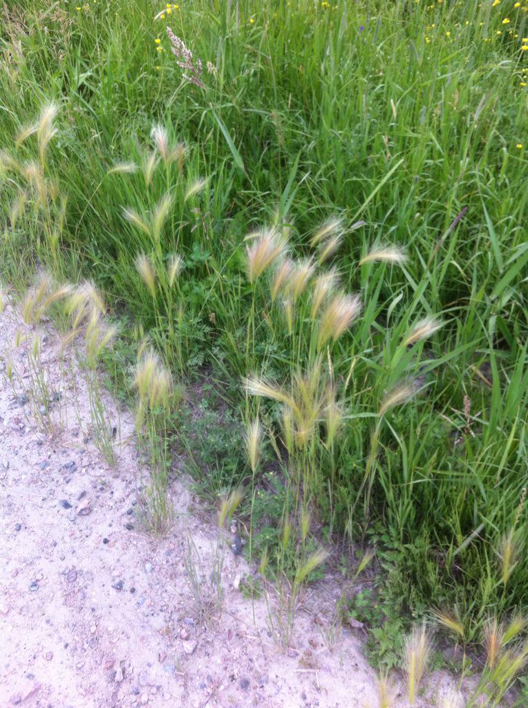 pretty grasses